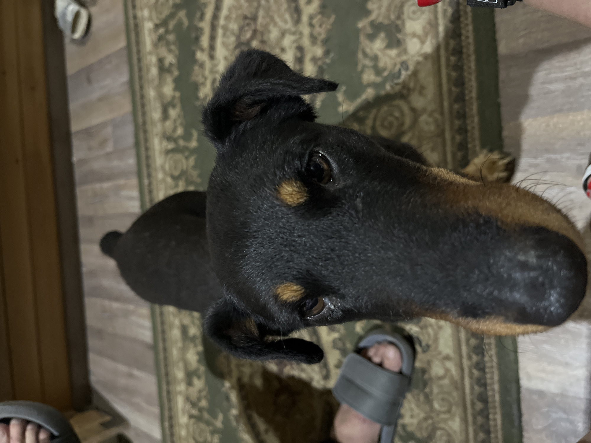 A black and tan dog with droopy ears and brown eyes is looking directly at the camera. The dog is standing on a rug with a green and beige floral pattern. In the background, there is a wooden wall and a wooden floor. To the left of the dog, a person's foot wearing a gray sandal is visible. To the right of the dog, a person's hand holding a red object is partially visible. The scene appears to be indoors, possibly in a home. The image was taken in Saratov, Russia.