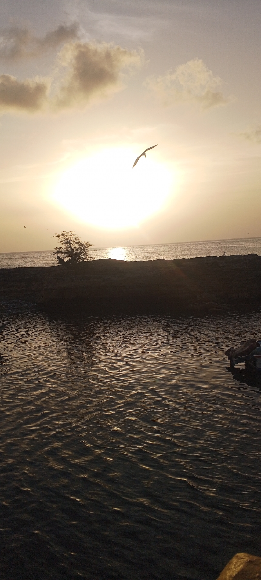 This is a vertical, outdoor, eye-level shot of a coastal sunset in Juan Griego, Venezuela. The sky is a pale yellow and orange with scattered clouds. The sun is a bright, diffused orb positioned in the upper left quadrant of the image, casting a strong glare. A bird with outstretched wings is silhouetted against the sun, flying towards the right.
In the middle ground, a dark, rocky shoreline stretches horizontally across the frame. A solitary, sparse tree with twisted branches is silhouetted on the left side of the shore. The ocean is visible beyond the shore, with a calm surface reflecting the sunset's light. Further out, a few smaller birds are visible in the distance.
The foreground is dominated by a body of water, possibly a harbor or inlet, with dark, rippling surfaces that catch the ambient light. On the far right edge of the foreground, a partially visible small boat or raft is present, with a person or persons possibly seated within it. The overall atmosphere is serene and natural.
