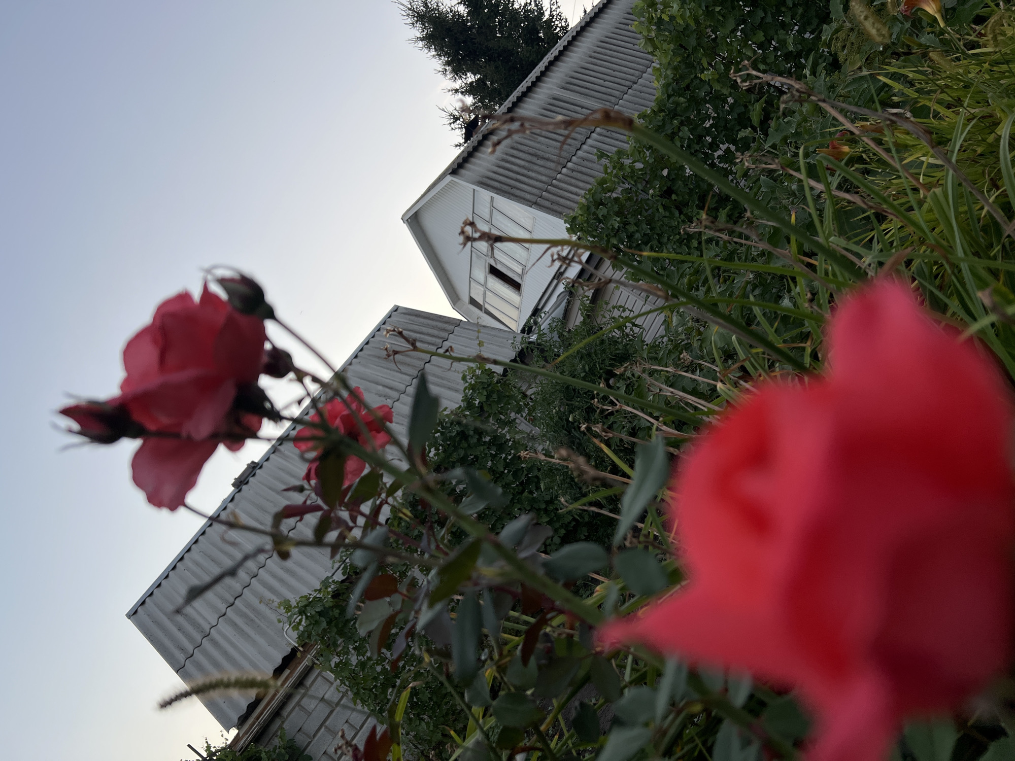 The image depicts a low-angle view of a garden in Lopatino, Russia, with two buildings in the background. The foreground is dominated by the blurry shapes of red roses, with green leaves and stems also visible. The two buildings appear to be sheds or small houses with corrugated roofs. The sky above is a pale, clear blue, suggesting it is either early morning or late evening. The overall scene is one of a somewhat overgrown backyard, with nature encroaching on man-made structures.