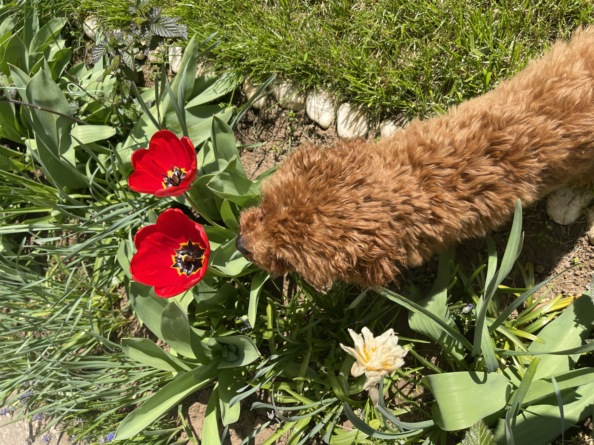 The image captures an overhead view of a brown, curly-haired dog exploring a sunny garden in Sofia, Bulgaria. The dog, positioned in the upper right, has its snout lowered towards two vibrant red tulips, suggesting it is sniffing them. The tulips display open petals with prominent black and yellow centers.
Surrounding the tulips are lush green leaves, likely belonging to the tulips themselves, along with various other green foliage and patches of bright green grass. In the lower right corner, a white or cream-colored daffodil-like flower is visible, and some small purple flowers can be seen among the greenery. A line of smooth, light-colored rocks borders a section of the grass, separating it from the dark soil where the flowers grow.
The scene is bathed in bright sunlight, indicated by strong shadows and the vivid illumination of the plants and dog's fur, suggesting a clear day, likely in spring. The atmosphere is peaceful, highlighting the dog's natural curiosity in a floral setting. There is no visible text in the image.