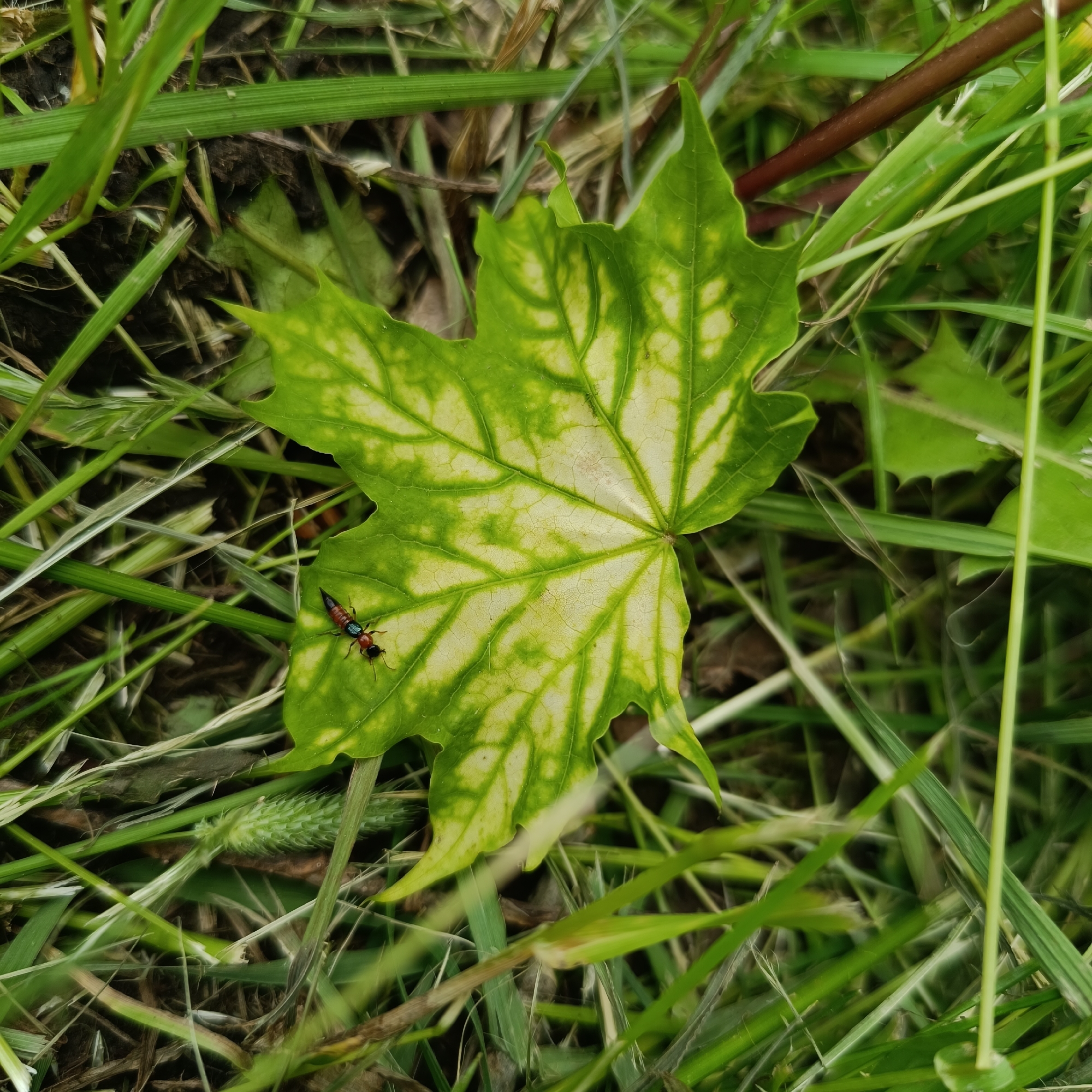 The image depicts a scene in an outdoor, grassy environment. A partly yellow and green maple leaf is the central object, lying amidst blades of grass. A small insect, possibly a rove beetle, with a red body and black head and tail, is on the leaf. The ground is partially visible, revealing dark soil under the grass. The scene appears to be in a natural setting, potentially a park or garden. Without additional information, it is impossible to definitively confirm the location as Lermontov, Russia.