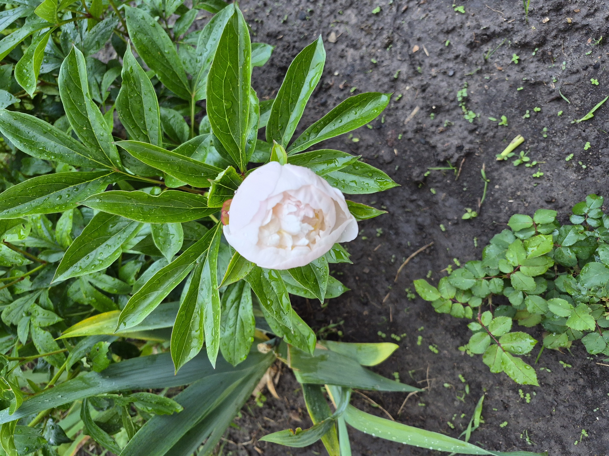 A light pink peony flower, partially open, is positioned centrally in the frame, surrounded by its dark green, wet leaves. Numerous water droplets are visible on the foliage. To the left, several long, sword-like green leaves, likely from an iris or similar plant, extend vertically and horizontally, also bearing water droplets. The ground consists of dark, wet soil, showing small indentations and scattered tiny green sprouts. In the lower left quadrant, a small, multi-stemmed plant with numerous small, dark green leaves, consistent with a young rose bush, is present on the soil. The scene depicts a cultivated outdoor area. Location: Hlevakha, Ukraine.