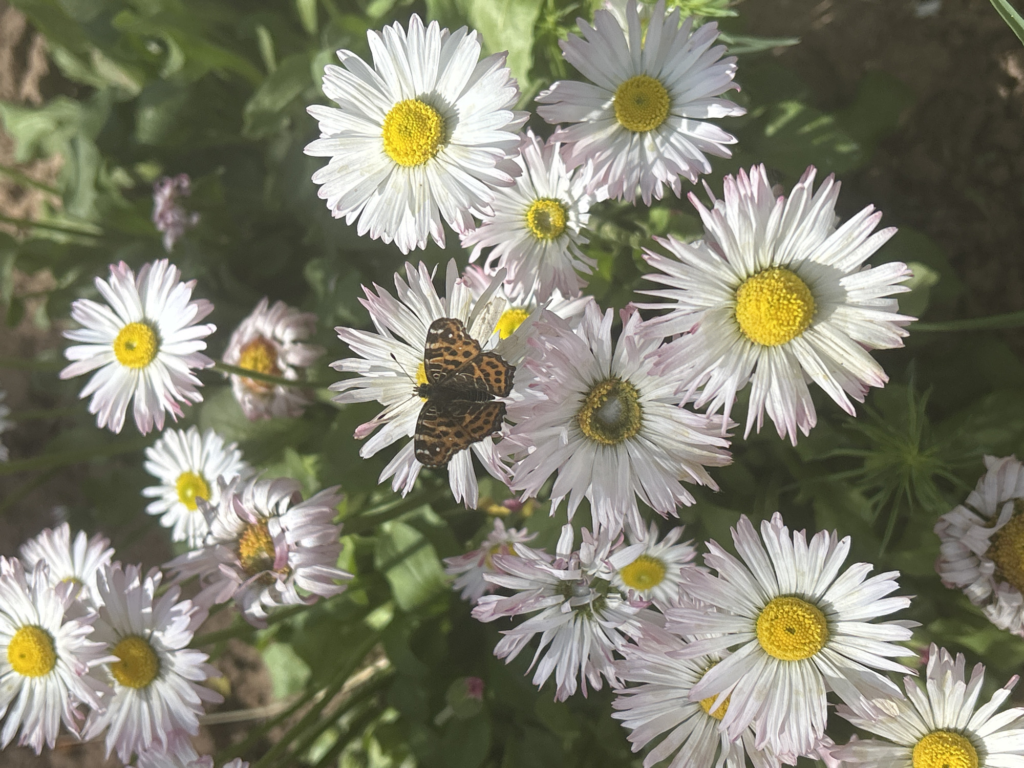 A butterfly with brown and black patterned wings sits on a white daisy with a yellow center in a field of similar daisies. The daisies have a slightly pink tinge to their petals. Green foliage fills the background. The location is Фоки, Russia.