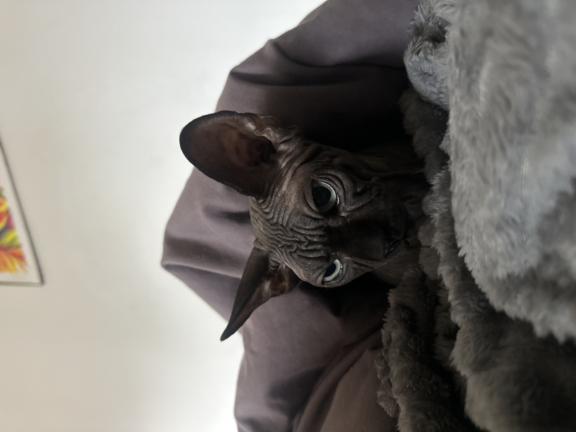 A hairless Sphynx cat is situated centrally, partially obscured by a dark brown-grey fabric, possibly a blanket or interior lining of a cat bed. The cat's wrinkled, dark brown-grey skin is visible, along with its prominent ears and pale blue-green eyes that feature constricted, vertical pupils. Its gaze is directed forward. The cat rests on a light grey, deeply textured, fluffy material that occupies the lower portion of the frame. A darker grey, similarly textured material is present beneath the cat's chin. The background consists of a plain, off-white wall. A portion of a framed artwork displaying abstract, vibrant multi-colored patterns (red, orange, yellow, green) is visible in the upper right quadrant of the image. The environment is indoors. The location within the city of Budva, Montenegro, cannot be determined from the visual information provided.