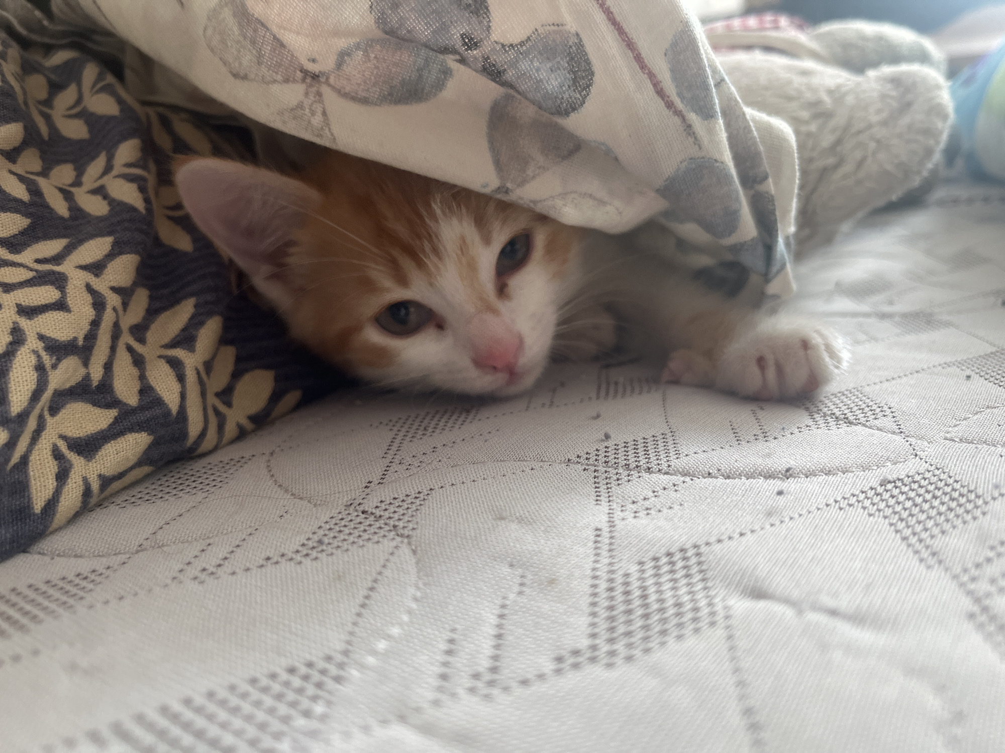 A close-up, low-angle shot shows an orange and white kitten peeking out from under a blanket. The kitten's head is visible, with its eyes open and looking towards the camera. The kitten is lying on a white, textured surface, possibly a bed or sofa, which has a quilted pattern. The blanket is light-colored with a pattern of grey circles. To the left of the kitten, a dark blue fabric with a beige leaf pattern is visible. The scene is well-lit, with soft lighting that highlights the kitten's fur and facial features. The image has a shallow depth of field, with the background softly blurred. The location in the city of Svietlahorsk, Belarus, is not discernible from the image.