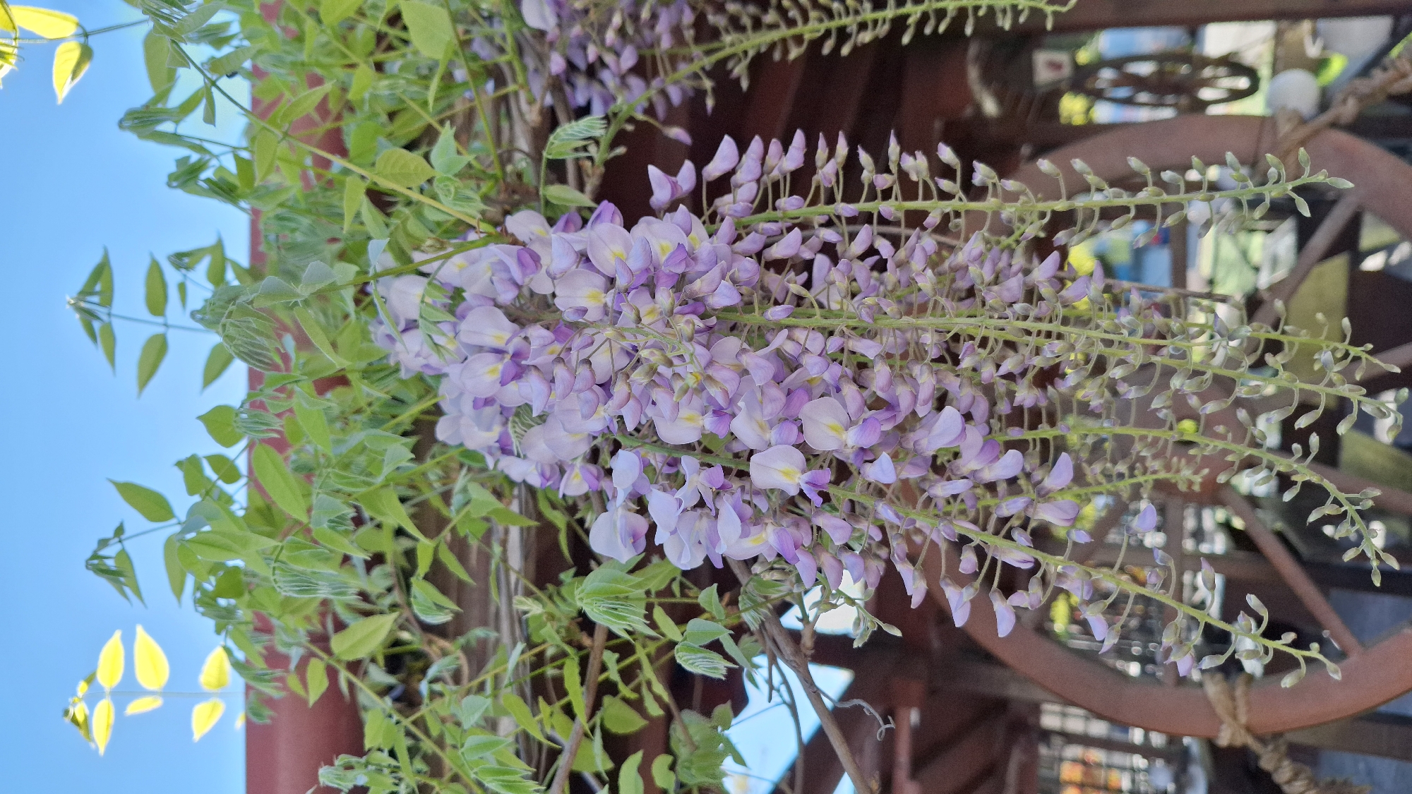 A close-up, rotated, outdoor shot depicts blooming wisteria. The foreground showcases the violet and white cascading flowers and green foliage. Blue sky is visible near the top left of the frame. A red vertical pole is present near the green foliage. A portion of a brown wagon wheel is in the background. I cannot determine the location as Blagoevgrad, Bulgaria, based on the visual information provided.