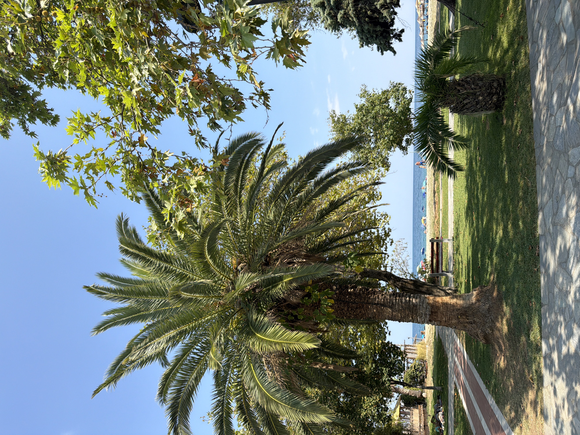 The image depicts a sunny day scene at a beach resort in Asprovalta, Greece. In the foreground, a large palm tree stands tall, with its fronds casting shadows on the grassy ground. To the right of the main palm tree, a smaller palm tree is visible. A paved walkway with red and white stripes runs through the green lawn. In the middle ground, several people are relaxing on the sandy beach, some lying down and others walking. Beach umbrellas and loungers are scattered across the sand. The blue sea stretches to the horizon under a clear blue sky. Lush green trees frame the scene, with large-leafed trees in the upper right and a coniferous tree on the far right. A wooden bench is placed on the grass, facing the beach. The overall atmosphere is one of a tranquil summer day at a coastal destination.