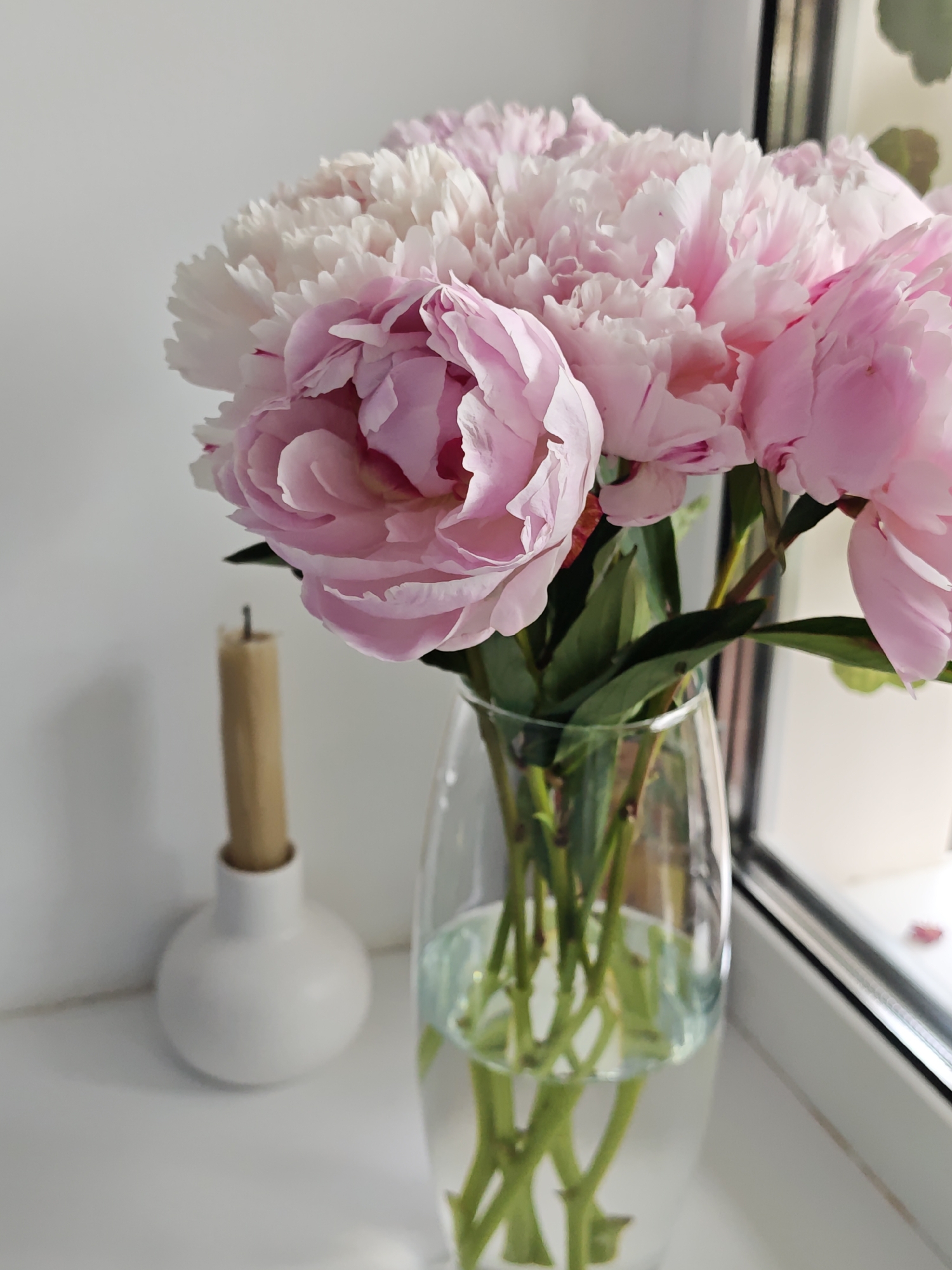 A vibrant bouquet of pink and white peonies dominates the central and right portions of the image. The large, full blossoms display ruffled petals ranging from soft white on the upper flowers to various shades of light and deeper pinks. Green stems and leaves are visible through the clear glass vase, which holds water with a slight greenish tint.
The vase is placed on a clean white window sill, bathed in natural daylight. To the left, slightly out of focus, stands a tall, light brown candle in a minimalist white ceramic holder with a rounded base. A dark window frame is partially visible on the far right, suggesting an indoor setting beside a window. The background consists of a plain, light-colored wall.
The scene captures a serene still life arrangement, likely in a home environment. There are no people present, and no specific activity is taking place. The overall impression is one of freshness, tranquility, and a clean aesthetic. A small, blurry red petal can be vaguely discerned on the window sill near the window frame. No text is visible in the media file.