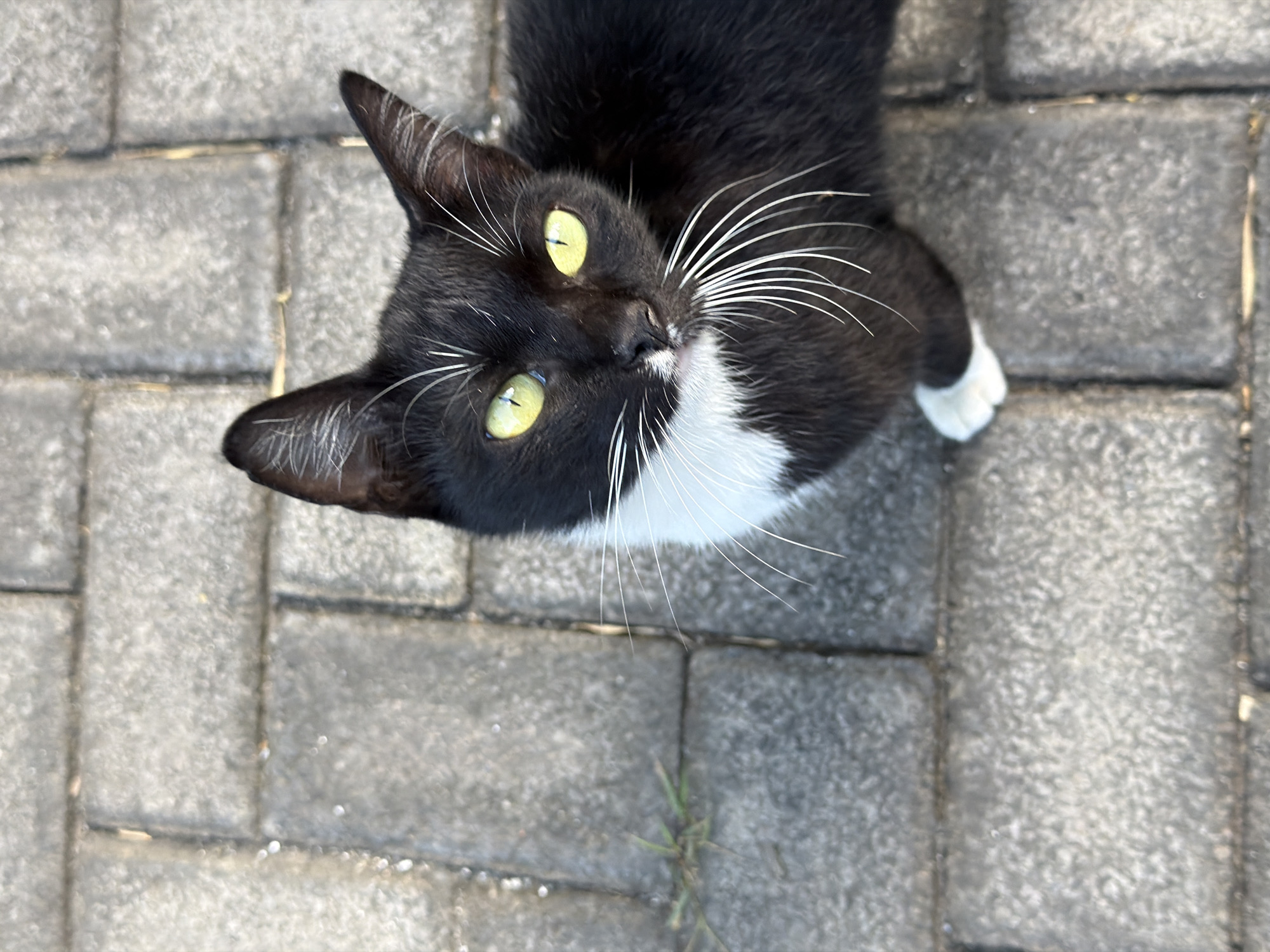 An eye-level, slightly high-angle, close-up shot shows a black and white tuxedo cat standing on a textured gray paver stone pathway. The cat is facing the camera with its body angled slightly to the right. Its eyes are a vibrant green, and its whiskers are prominent and white. A patch of white fur extends from its chest to its chin, and its right paw, which is visible, is white. The background consists of more gray paver stones, with a small sprig of green grass visible to the left of the cat. The lighting suggests it is daytime, with a slight overhead illumination. The scene appears to be outdoors in a paved area, possibly a walkway or courtyard, in Kuta Selatan, Indonesia.
