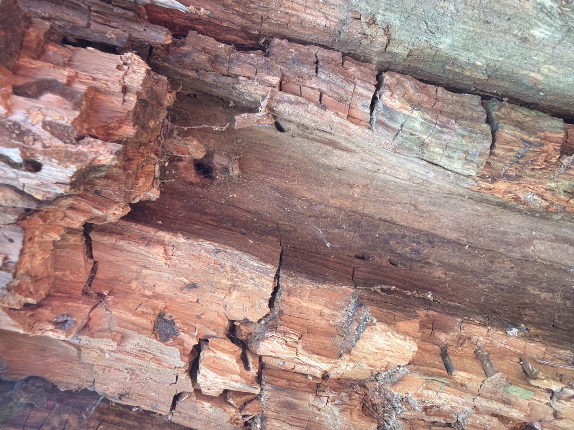 The image depicts a close-up view of decaying wood. The wood appears cracked and fragmented, with a reddish-brown coloration. There are some small holes and what may be spiderwebs present in the wood. Greenish tones are present on the upper right of the image. The origin location of Chaikovsky, Russia, and other contextual clues, are not discernible in the image.