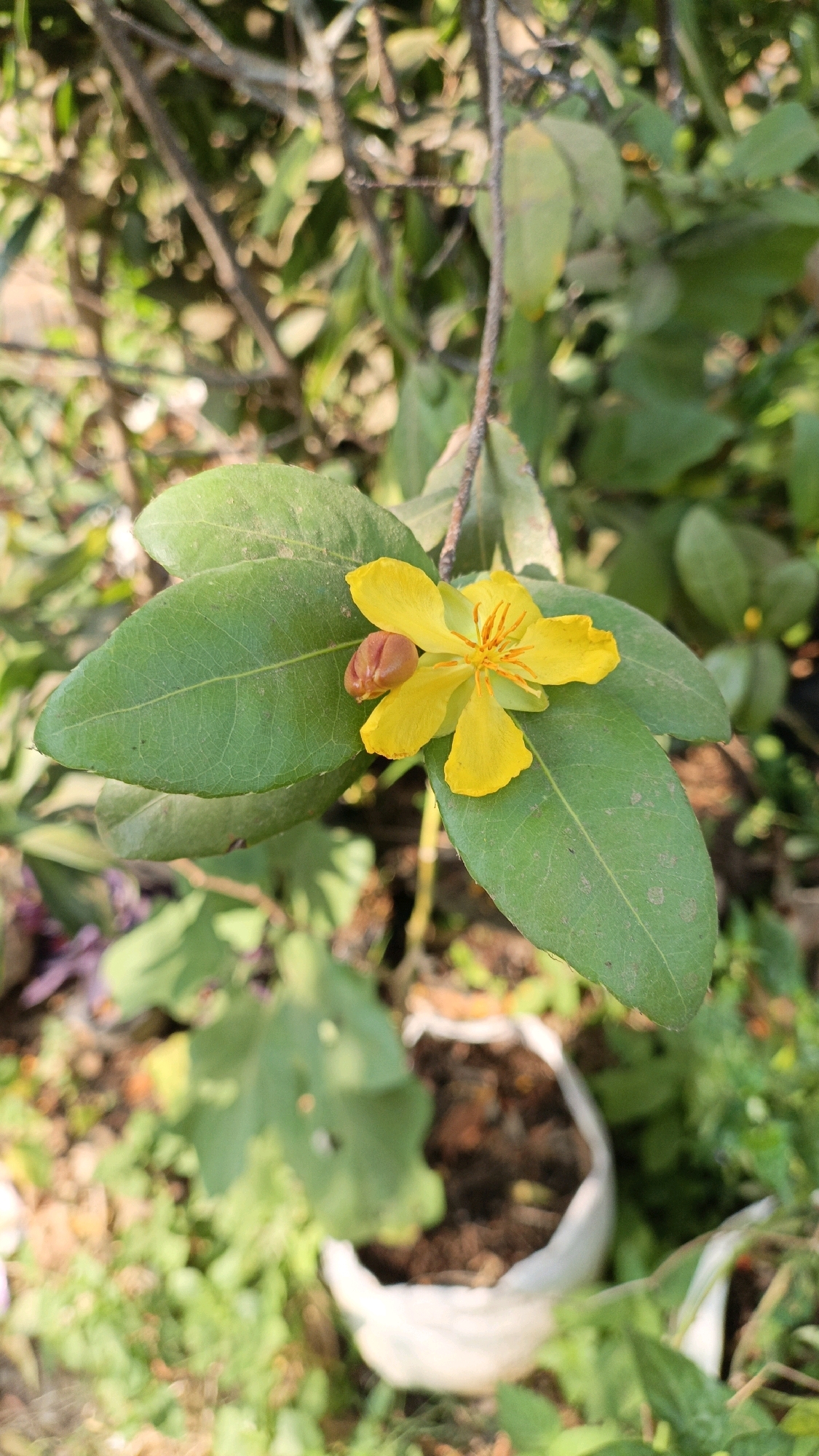 A single, vibrant yellow flower with five petals and a prominent stamen cluster is in full bloom, nestled among several large, green leaves. Adjacent to the flower, a small, reddish-brown bud is visible, indicating ongoing growth. The flower and leaves are attached to a thin branch, which extends upwards into a background of dappled green foliage and branches. The lower portion of the image shows a blurred landscape with more greenery and a white, pot-like object filled with dark soil. The lighting suggests an outdoor setting with natural sunlight. The image appears to be taken in Cikal, Indonesia, where such flora are common in gardens and natural surroundings.