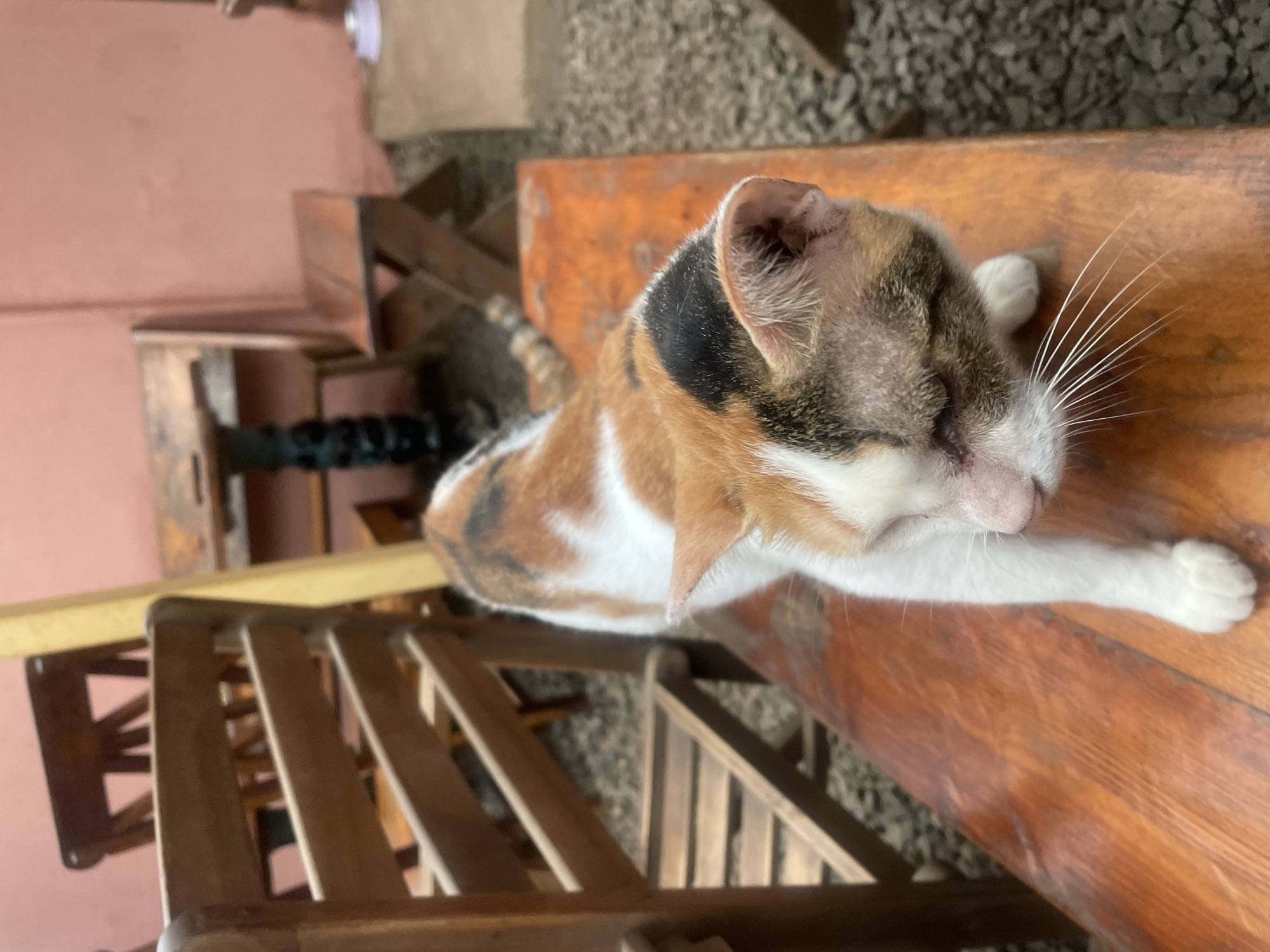 A calico cat with white, orange, and black markings stands on a wooden bench. The cat is facing downwards with its eyes closed and whiskers extended. The background consists of wooden chairs and a pink wall, suggesting an outdoor or semi-outdoor seating area, possibly a cafe. The ground is covered with gravel. The scene does not provide any specific visual cues to pinpoint a location in Mumbai, India.