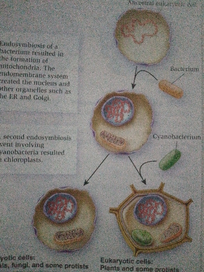 The image illustrates the endosymbiotic theory of eukaryotic cell evolution. An ancestral eukaryotic cell engulfs a bacterium, leading to the formation of mitochondria. This cell also developed an endomembrane system, creating the nucleus, ER, and Golgi apparatus. A second endosymbiotic event involving a cyanobacterium resulted in the formation of chloroplasts. This process led to different eukaryotic cells, including animal and fungal cells, and eukaryotic cells like plants.