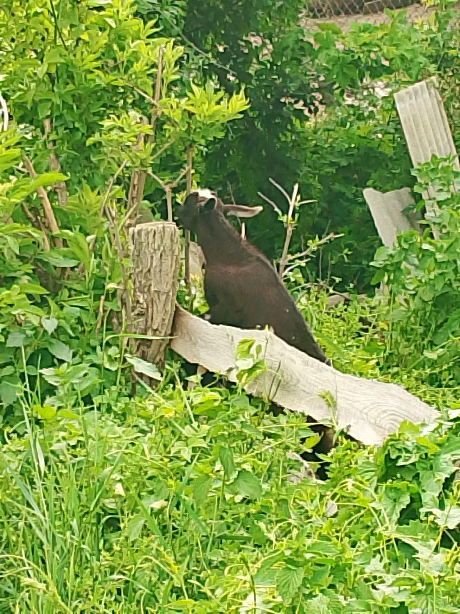 The image shows a dark-colored goat, likely black or very dark brown with white markings on its head, positioned amidst dense green foliage. The goat's head is turned to the left, partially obscured by leaves, suggesting it may be browsing. It appears to be standing on a light-colored wooden plank or board, which is leaning against a thick, weathered wooden fence post. The scene is outdoors and brightly lit, indicating daytime.
The foreground and much of the background are filled with vibrant green vegetation, including tall grass, bushes, and trees. In the upper right portion of the background, several grey, irregularly shaped pieces of material, possibly corrugated or flat concrete/asbestos sheets, are visible amongst the greenery. The overall setting appears to be a rustic and somewhat unkempt rural or natural environment. There is no visible text.