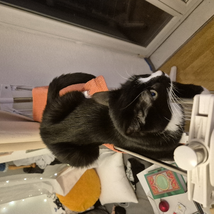A black and white cat curls up on a shelf. The cat's tail is curled around its body, and its face is turned upward. The shelf appears to be a drying rack. Below the shelf, there are items including pillows, a green and red book, and fairy lights. A window is in the background above the cat.