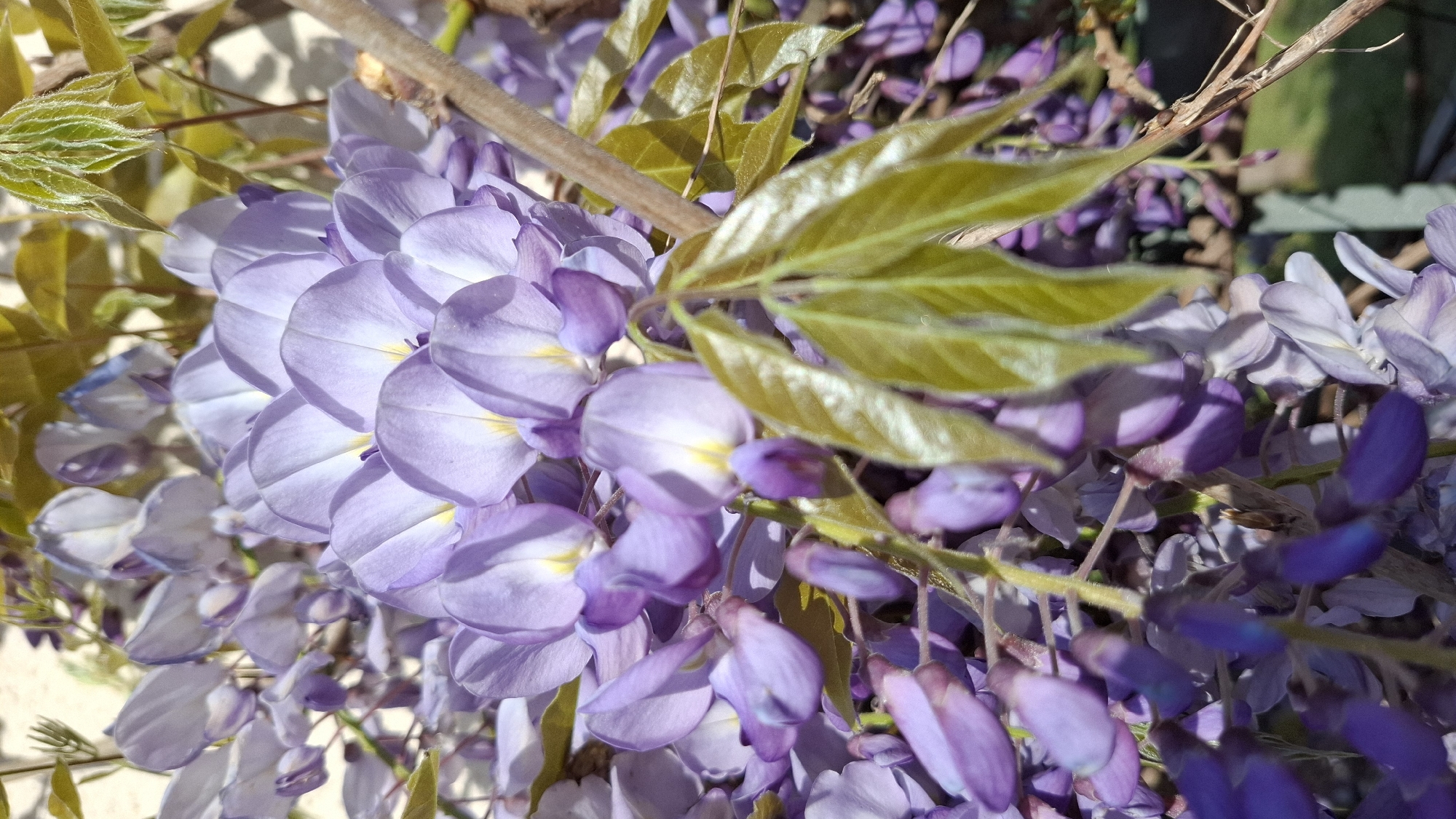A close-up shot shows a cluster of light purple wisteria flowers hanging from a vine. Green leaves are interspersed among the flowers. The setting seems to be outdoors during daylight, with some bright light filtering through the foliage. No identifiable people or interactions are visible. Given the prompt information, the image may have been taken in Budva, Montenegro.