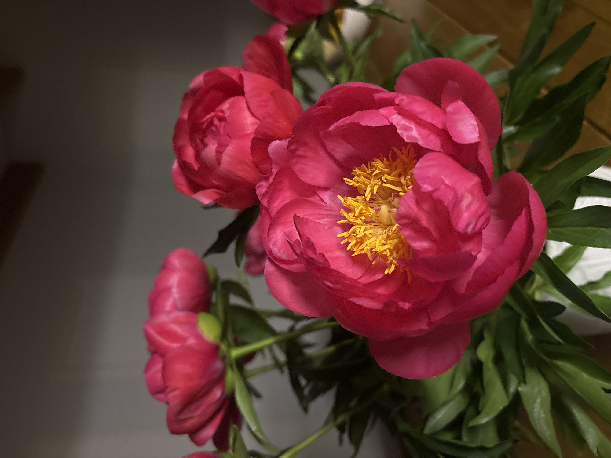 The image presents a close-up view of a vibrant bouquet of pink peonies arranged indoors, likely within a home in Chaikovsky, Russia. The central focus is a large, fully bloomed peony positioned on the right side, showcasing its intricate bright yellow stamens contrasting with its rich, fuchsia-pink petals. To its left and bottom, several other peonies are visible, some partially open and others still in bud, all displaying similar intense pink hues. The flowers are interspersed with lush green leaves, which provide a natural backdrop and texture. The background on the left is a dark, unadorned surface, while the upper right reveals a warm, wooden surface, possibly a tabletop. Soft, diffused lighting illuminates the scene, casting subtle shadows and emphasizing the delicate textures and vivid colors of the blooms. The composition is a still life, capturing the natural beauty of the flowers. No specific activity or event is depicted, and no text is visible.