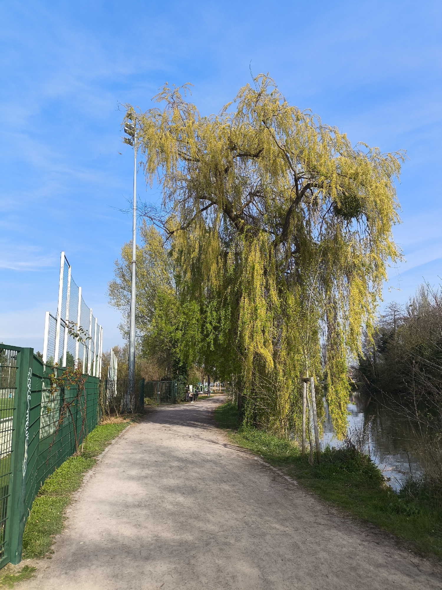 The image depicts a recreational pathway in Schiltigheim, France, under a clear blue sky with sparse clouds. The pathway, composed of light-colored dirt or gravel, extends from the foreground into the mid-distance, curving slightly to the right. To the left, a tall green metal fence encloses a sports facility, with white structures and netting, possibly for tennis or football, visible beyond. White graffiti is present on sections of this fence. A tall, slender metal light pole with multiple floodlights stands near the fence line on the left. To the right of the pathway, a prominent weeping willow tree, adorned with bright green, newly emerged leaves, dominates the scene, its branches extending over the path and towards a calm body of water, likely a canal or river, visible further to the right. A cluster of mistletoe is visible within the willow's upper branches. The water reflects the blue sky. The far bank of the waterway is lined with bare and sparsely leaved trees and dense vegetation. Further down the path on the right, two indistinct individuals are seated on a bench, while other green trees and fencing are visible in the background. The scene suggests a sunny spring day in an urban park or riverside area.