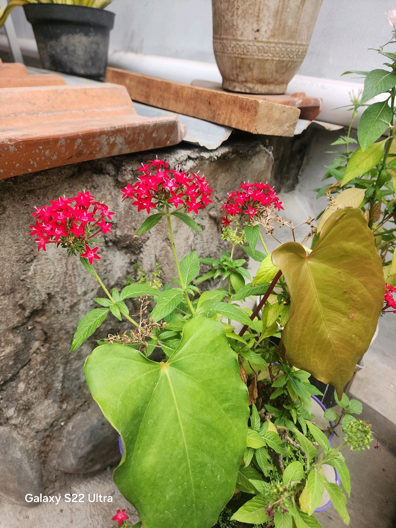 The image depicts a close-up view of several plants, with a focus on vibrant red star-shaped flowers. Two prominent clusters of these red flowers are visible, with delicate green stems and leaves extending upwards. One large, heart-shaped green leaf with prominent veins dominates the lower right portion of the frame. To the left, a rough, grey stone wall serves as a backdrop. In the upper left, parts of terracotta roof tiles are layered, and a dark planter with some greenery is partially visible. Further back, a rustic, light-colored ceramic pot rests on a wooden plank, which is itself situated on a grey surface. The lighting suggests an outdoor setting, likely during daylight. The bottom left corner of the image displays the text "Galaxy S22 Ultra" in white font. The scene appears to be an outdoor space, possibly a garden or patio, within a residential area. Given the provided context that the image is from Salaman, Indonesia, it is reasonable to assume this scene is located in a tropical or subtropical urban or semi-urban environment, consistent with the types of plants and building materials often found in such regions.