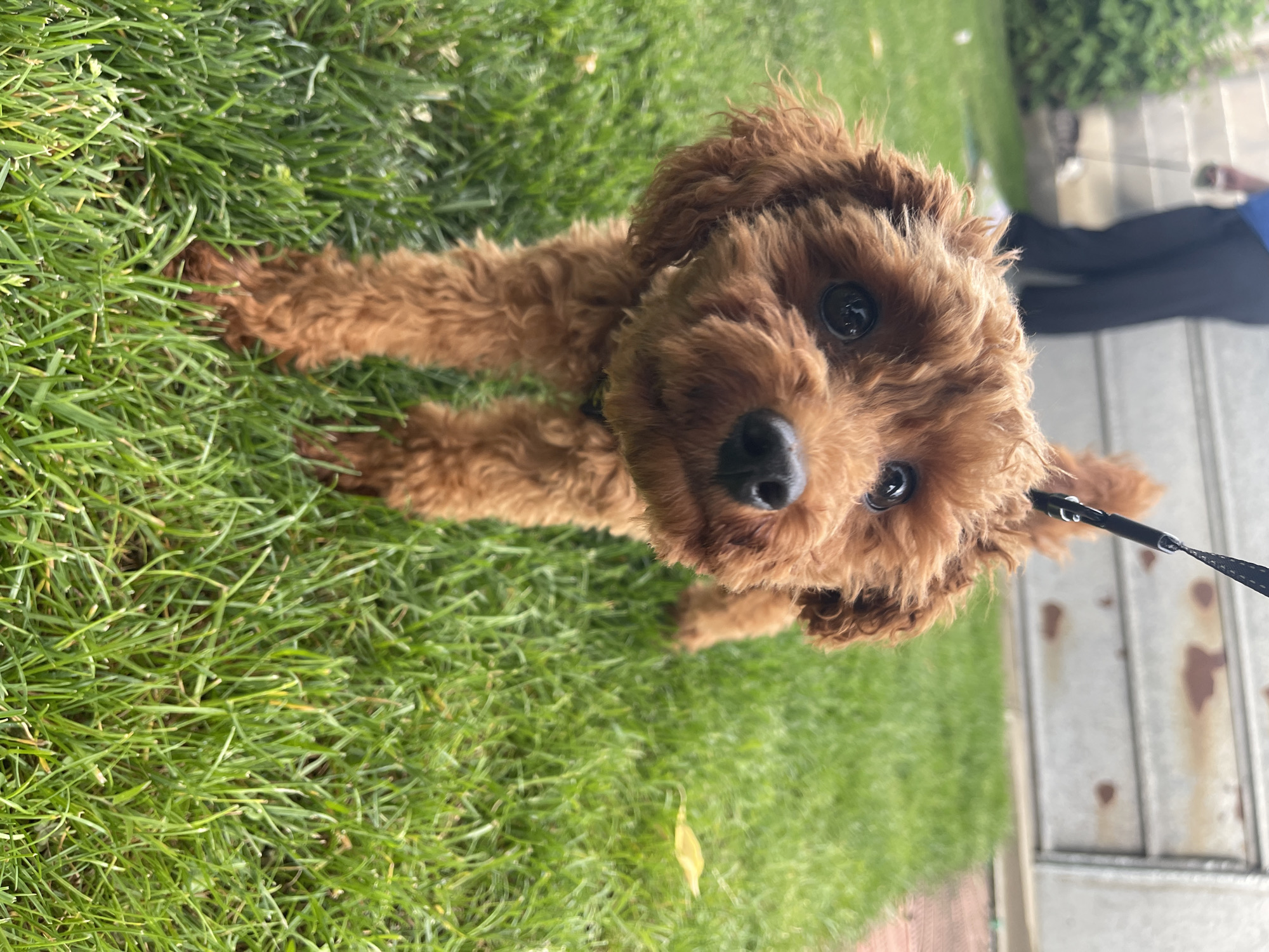 A close-up, slightly tilted, medium shot depicts a brown, curly-haired dog lying on grass. The dog is facing the camera with its paws extended forward. A black leash is attached to the dog's collar. In the background, partially visible, are dark-colored trousers and a light-colored vertical surface. The setting is grassy and could be a park or garden. Location data is unavailable and so no identification can be made concerning Sofia, Bulgaria.