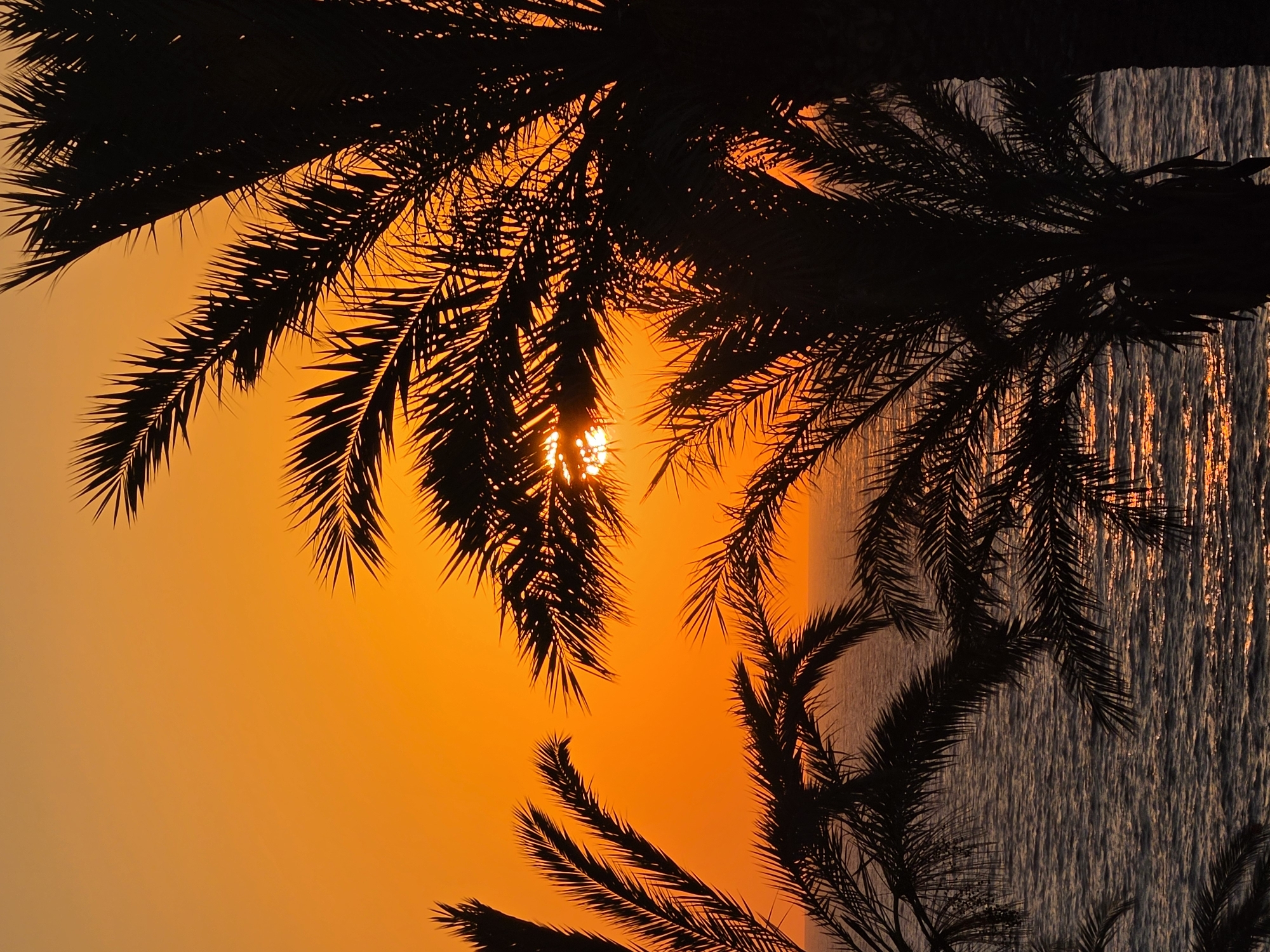 The image depicts a sunset over the Mediterranean Sea, viewed through silhouetted palm fronds in Hlorakas Community, Cyprus. The sky is a vibrant gradient of orange and yellow, transitioning to a darker hue near the horizon. The sun, a bright orb, is partially obscured by the fronds, casting a warm glow on the water. The sea is calm, with gentle ripples reflecting the sunset colors. Several palm trees are visible in the foreground, their dark silhouettes contrasting sharply with the bright sky and water. The scene is serene and evokes a tropical atmosphere.