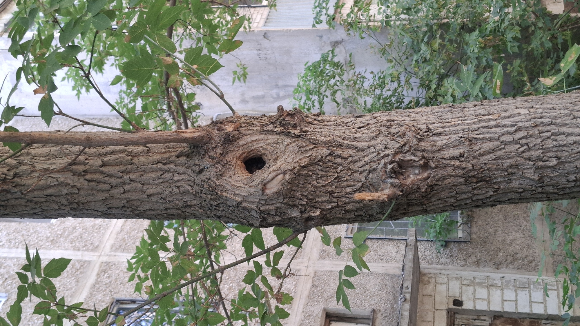 The image captures a close-up of a thick tree trunk with deeply textured bark. A prominent, dark, oval-shaped hole, likely a knothole or a cavity, is visible on the front of the trunk, positioned slightly above the center. Several branches with green leaves extend from the top and sides of the trunk, some reaching into the frame. To the left and behind the tree, a multi-story building with a textured, light-colored facade is partially visible. Windows with dark frames are present on the building's upper floors. The lower part of the building shows a section with white brickwork and a weathered doorway. Green foliage from smaller plants and bushes can be seen in the background and at the base of the tree, suggesting an outdoor urban environment. The scene appears to be set in the city of Shymkent, Kazakhstan, possibly in a residential area, given the presence of the building and the urban greenery. There are no people or animals visible in the image, and no specific actions are being depicted. The overall lighting suggests it is daytime, possibly late afternoon or early morning, with soft shadows.