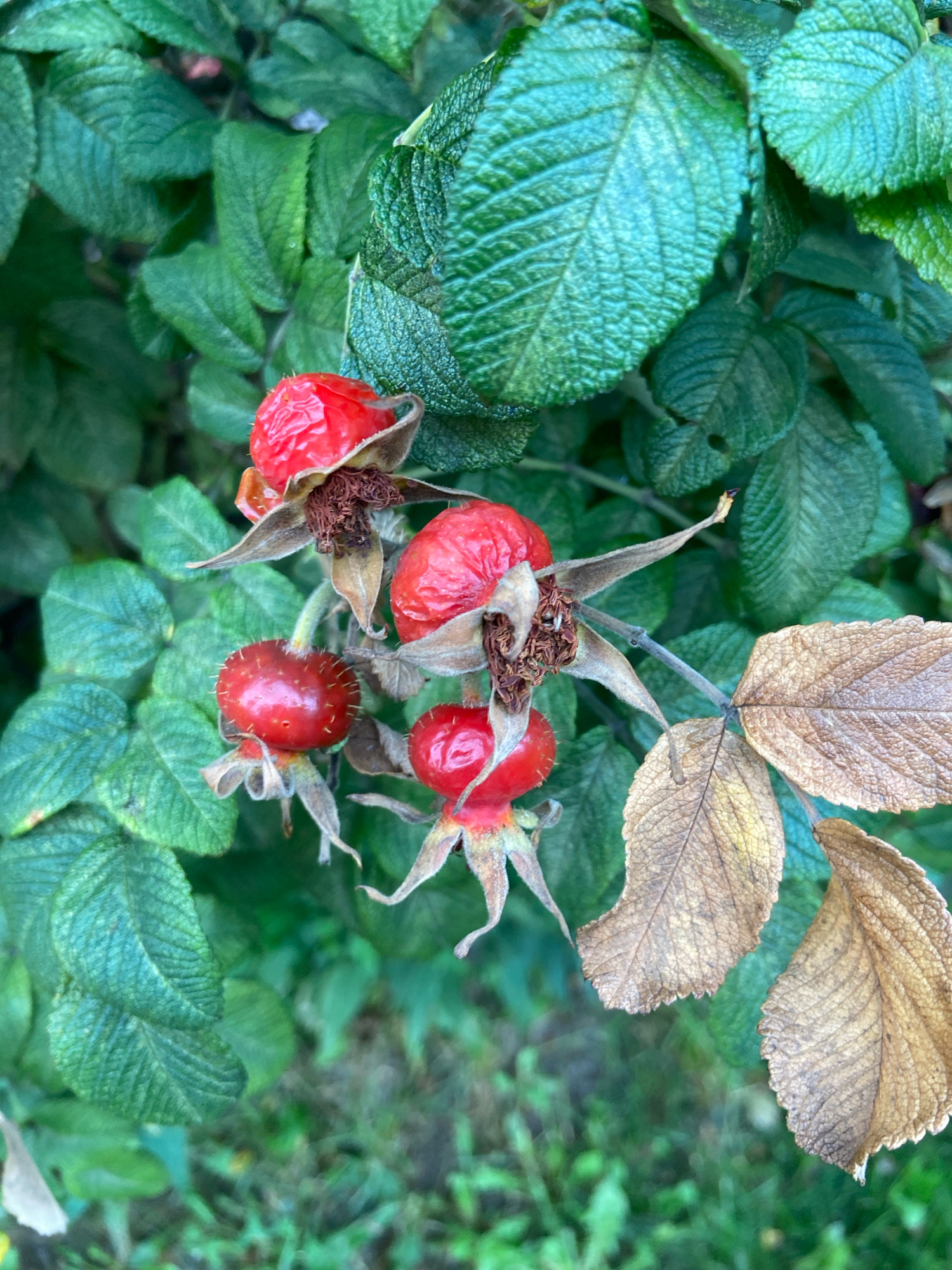A close-up, slightly overhead shot focuses on several red rose hips clustered on a branch, surrounded by lush green foliage. The rose hips are various stages of ripeness, some appearing plump and vibrant red, while others show signs of aging with wrinkled surfaces. Small, spiky hairs are visible on some of the hips. The leaves are a deep green, with a textured, almost quilted appearance. In the upper right and lower right portions of the frame, a few dried, brown leaves are present, indicating a transition in seasons. The background is a soft blur of green, suggesting other plants or foliage. No people or animals are visible. The scene depicts a natural, outdoor environment, likely a garden or park setting within Balashikha, Russia, during a period where rose hips are developing and some leaves are beginning to change.