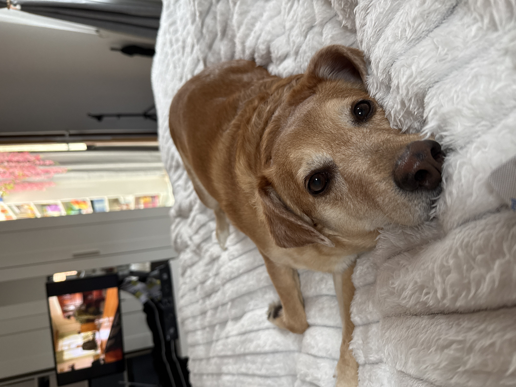 A tan dog is lying on a white, fluffy blanket. The dog is looking at the camera. In the background, a window and a TV are visible. The location is likely indoors. The scene does not appear to be within the city of Zagreb, Croatia.
