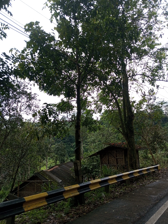 The image depicts a roadside scene in Serpang Shalli, Bhutan, under an overcast sky. In the foreground, a black and yellow striped guardrail runs diagonally from the lower left to the center-right, bordering a damp, paved asphalt road on its lower right. Fallen leaves are scattered on the ground near the guardrail. Two prominent trees with dense green foliage stand in the midground, their canopies extending towards the top of the frame, with multiple overhead wires visible against the bright, uniform sky through their branches. Below the guardrail, situated on a downward slope covered in lush green vegetation, are two rustic structures. The structure on the right is a small, elevated shack with walls constructed from woven material and a dark, sloped roof. To its left and further down the slope, a second structure's corrugated metal roof is partially visible. The background features a densely forested hillside, ascending under the consistently overcast conditions. No individuals or specific actions are observed within the frame.