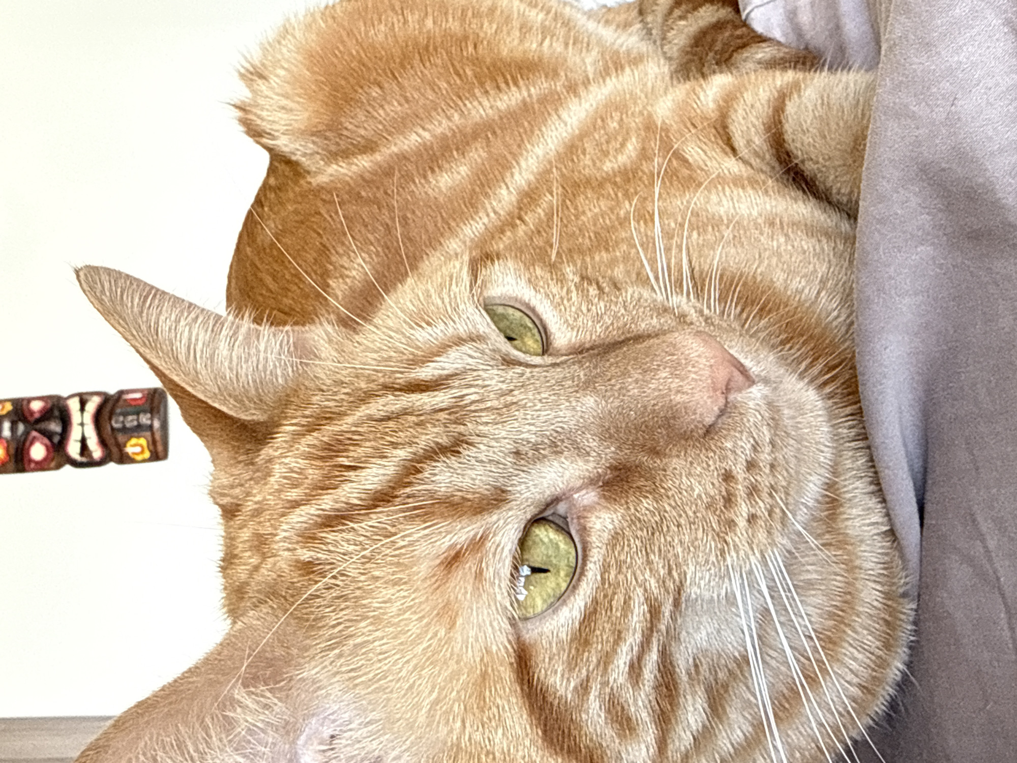 This image is a close-up, rotated portrait of an orange (ginger) tabby cat, likely taken indoors. The cat's head fills most of the frame, presented on its side. Its fur is a rich orange hue with distinct darker tabby stripes visible across its forehead, cheeks, and body. The cat has striking, light green eyes with narrow vertical pupils, looking upwards and slightly to the right, conveying a calm and observant expression. Long, prominent white whiskers fan out from its muzzle. One ear is clearly visible, pointed sharply upwards.
The cat appears to be resting on or alongside a soft, grey fabric material, which occupies the right side and upper right portion of the frame, possibly a blanket, pillow, or furniture. The background to the left and upper left is a plain, bright white, suggesting a wall or another plain surface.
On the far left, near the cat's ear, a segment of a colorful, patterned object is visible. It appears to be part of a collar or decorative tag, adorned with abstract, possibly tribal-inspired designs in shades of red, black, white, and yellow/gold. There is no legible text visible on this object. The lighting is soft and even, highlighting the texture of the cat's fur.
The provided location context for this image is Huixquilucan de Degollado, Mexico, though no specific visual cues within the image itself confirm this location.