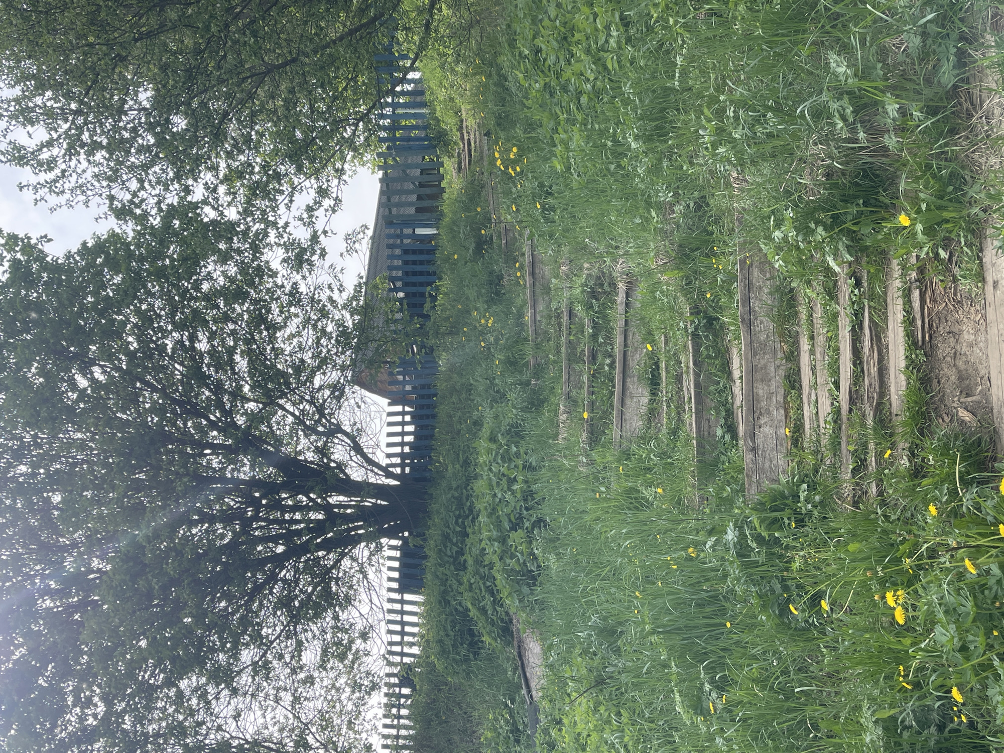 A ground-level shot shows a path made of wooden planks overgrown with grass and dandelions leading towards a house obscured by a tree and a blue fence. The image was taken in Мосметаллоконструкция Онт, Russia. The sky is overcast, and foliage surrounds the path and house.