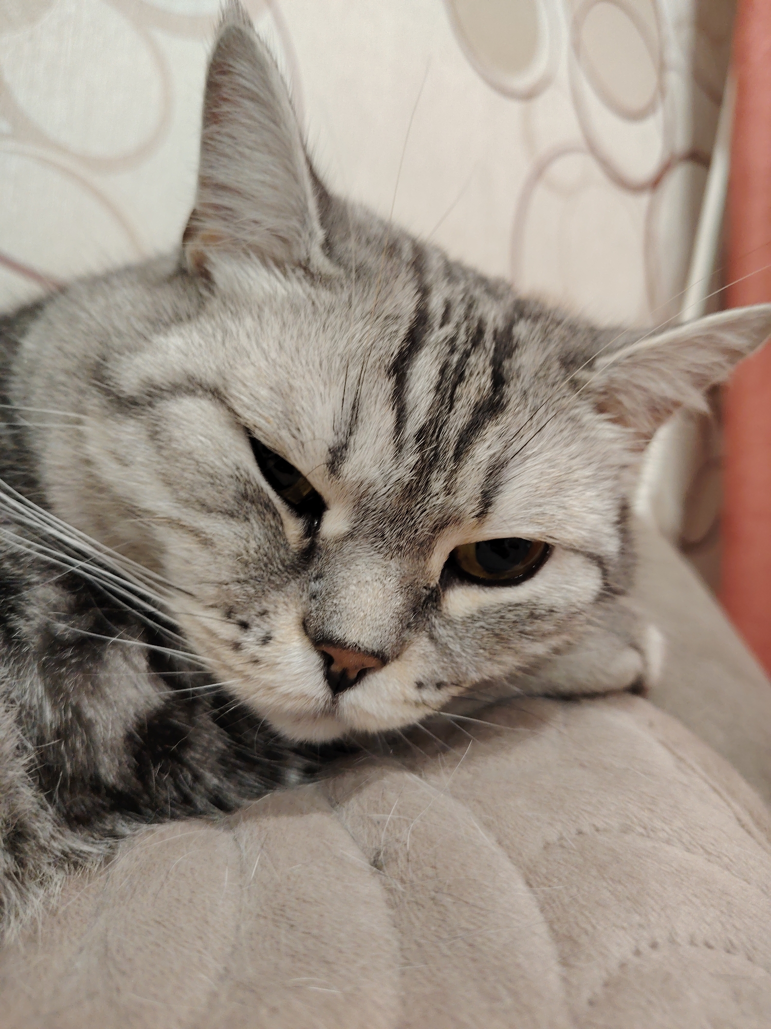 An extreme close-up shot shows the face of a silver-grey tabby cat. The cat's fur has distinct dark grey stripes. Its eyes are partially closed, with one eye more open than the other, revealing amber irises. The cat's nose is small and dark. Long white whiskers extend from its snout. The cat appears to be resting its head on a soft, light-colored surface, possibly a cushion or blanket. The background consists of a blurred pattern of beige and brown circles and a hint of a reddish-orange curtain. The lighting is dim, creating a soft glow on the cat's fur. The location is Unknown, Unknown.