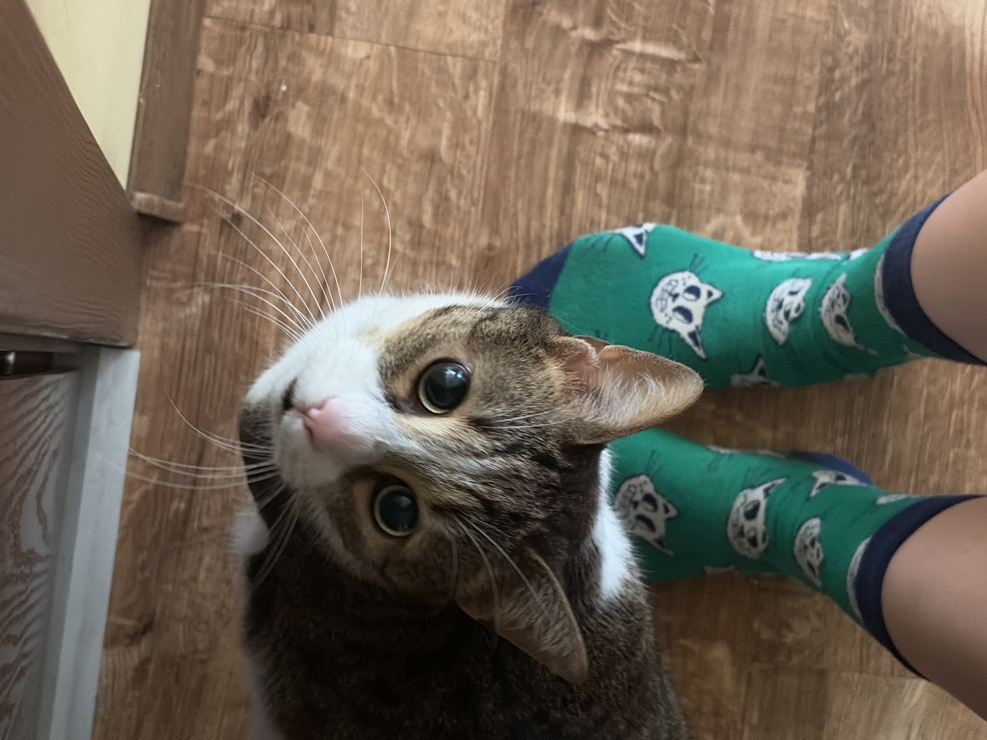 A cat with brown and white fur is lying on a wooden floor, looking up at the camera. The cat has large, green eyes and white whiskers. It is wearing green socks with a pattern of cat faces. The viewer's feet, clad in the same socks, are visible in the foreground. The cat's head is tilted, and its body is partially obscured by the socks. The background is a wooden floor with visible grain patterns.