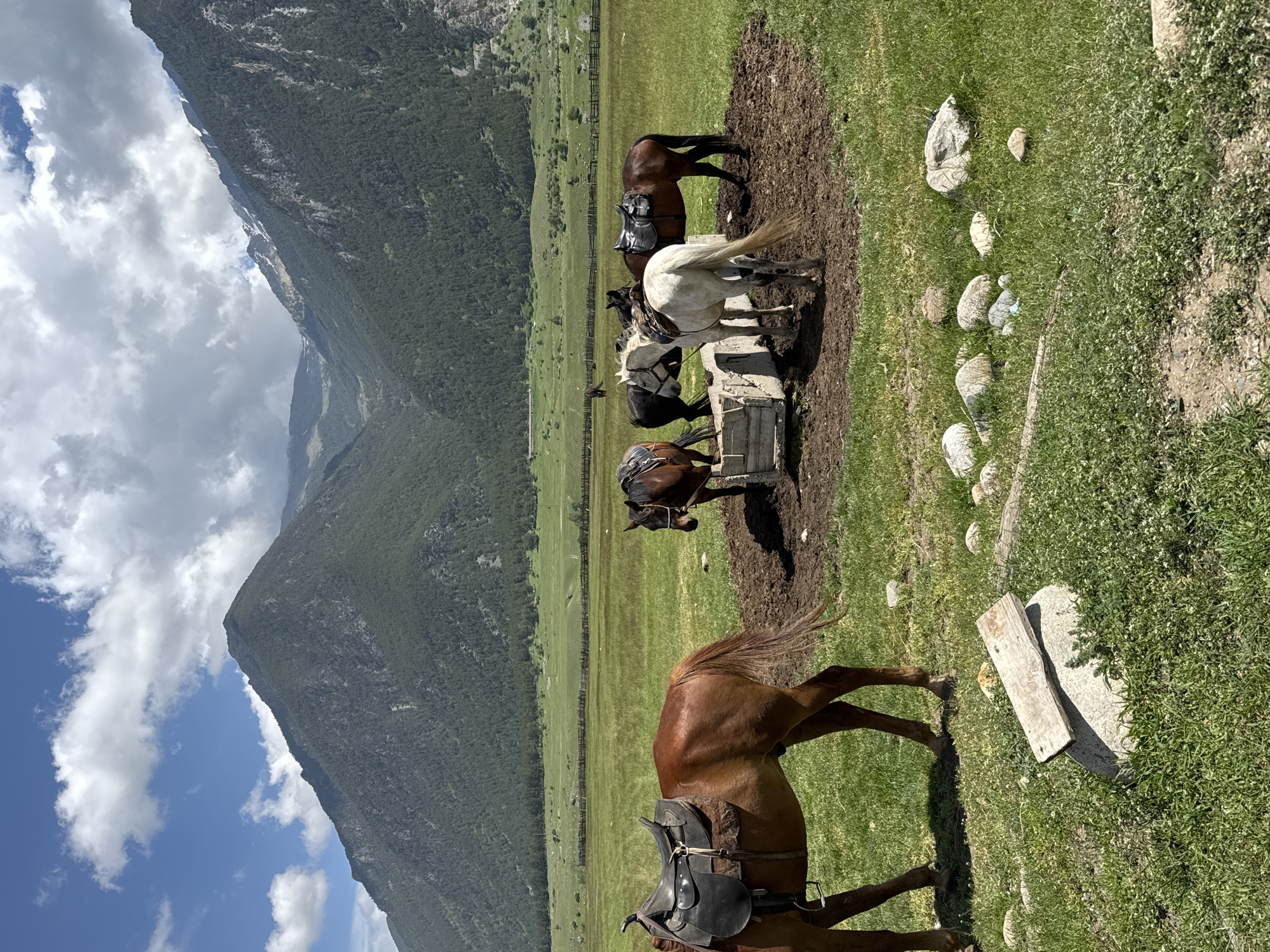 The image depicts a herd of horses gathered around a trough in a grassy field, with a backdrop of tree-covered mountains under a partly cloudy sky. A brown horse with a saddle stands in the foreground on the left. In the center, a group of horses, including a white horse, a dark horse, and a brown horse, are near the trough. Another brown horse with a saddle is positioned to the right of the trough. The environment appears to be a rural or mountainous region, possibly associated with horse riding or ranching. The location is identified as Верхне-Тебердинское сельское поселение, Russia.