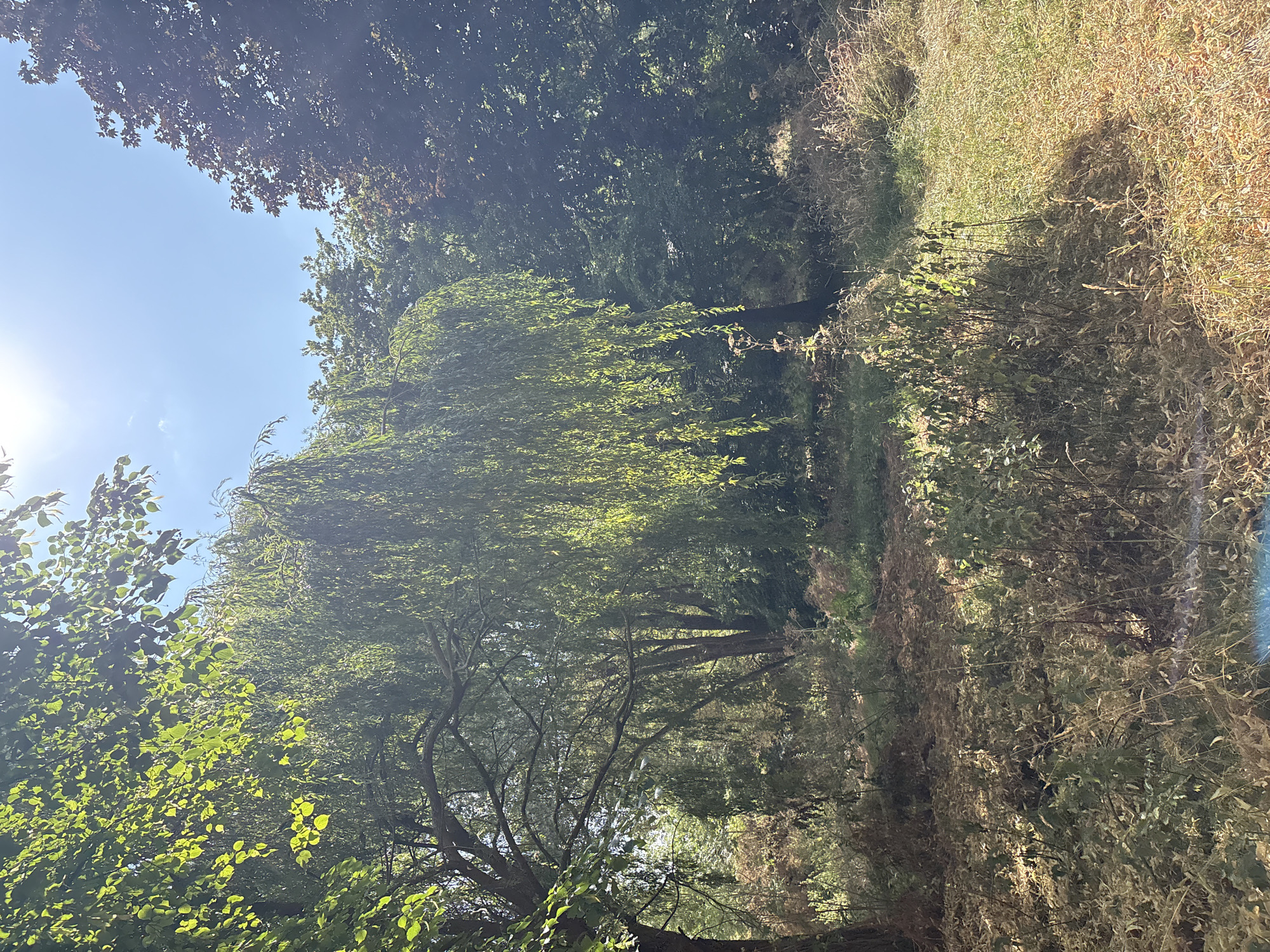 An outdoor scene in a parkland setting under a bright, clear blue sky with the sun shining, possibly in Chelmsford, United Kingdom. In the foreground, there is dry, brown grass and some green undergrowth. A large weeping willow tree with long, drooping branches dominates the left and center of the image, its leaves illuminated by sunlight. Behind the willow, there is a dense cluster of various green trees and some darker foliage, possibly deciduous trees, to the right. The lighting suggests it is daytime, likely mid-morning or early afternoon, with shadows cast by the trees. There are no people or animals visible in the frame.