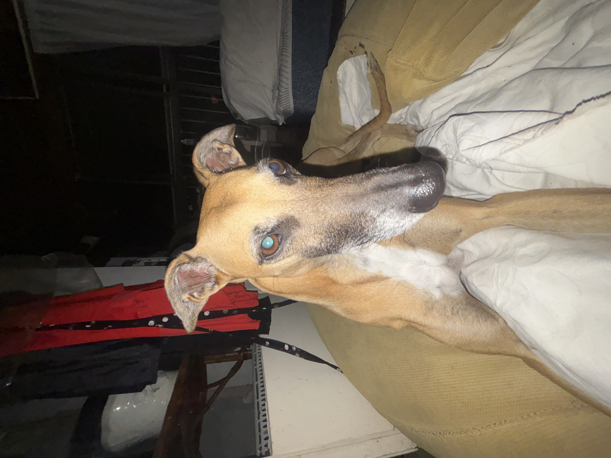 The image displays a tan-colored sighthound dog, likely a greyhound or galgo, resting indoors in Buenos Aires, Argentina. The dog lies on its side on a beige upholstered surface, which appears to be a couch or dog bed, partially covered by a white, rumpled blanket. Its head is turned towards the left, looking directly at the viewer with expressive light blue or hazel eyes. Notable features include its long snout, floppy ears, and lean build. The background is dimly lit, appearing dark in most areas, but reveals hints of household items such as a red fabric object and metallic shelving, suggesting a lived-in, possibly cluttered, indoor environment. The scene conveys a sense of calm and repose, likely captured during the night or in a low-light setting. No people are visible, and there is no discernible text within the image.