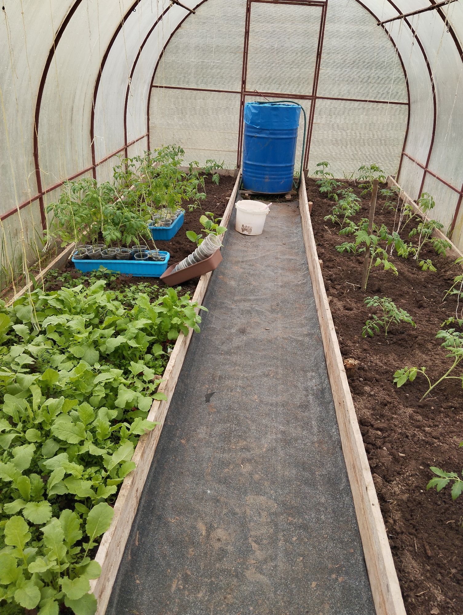 The image shows the interior of a greenhouse in Krasnogorskoye, Russia. A blue plastic barrel sits at the far end, likely used for water storage. A white bucket is nearby. The greenhouse has two raised garden beds on either side of a walkway covered with black fabric. The bed on the left contains leafy green vegetables, possibly radishes. Tomato plants, some in trays, are in the other bed, some supported by wooden stakes. The greenhouse is constructed with a metal frame covered in translucent plastic sheeting.