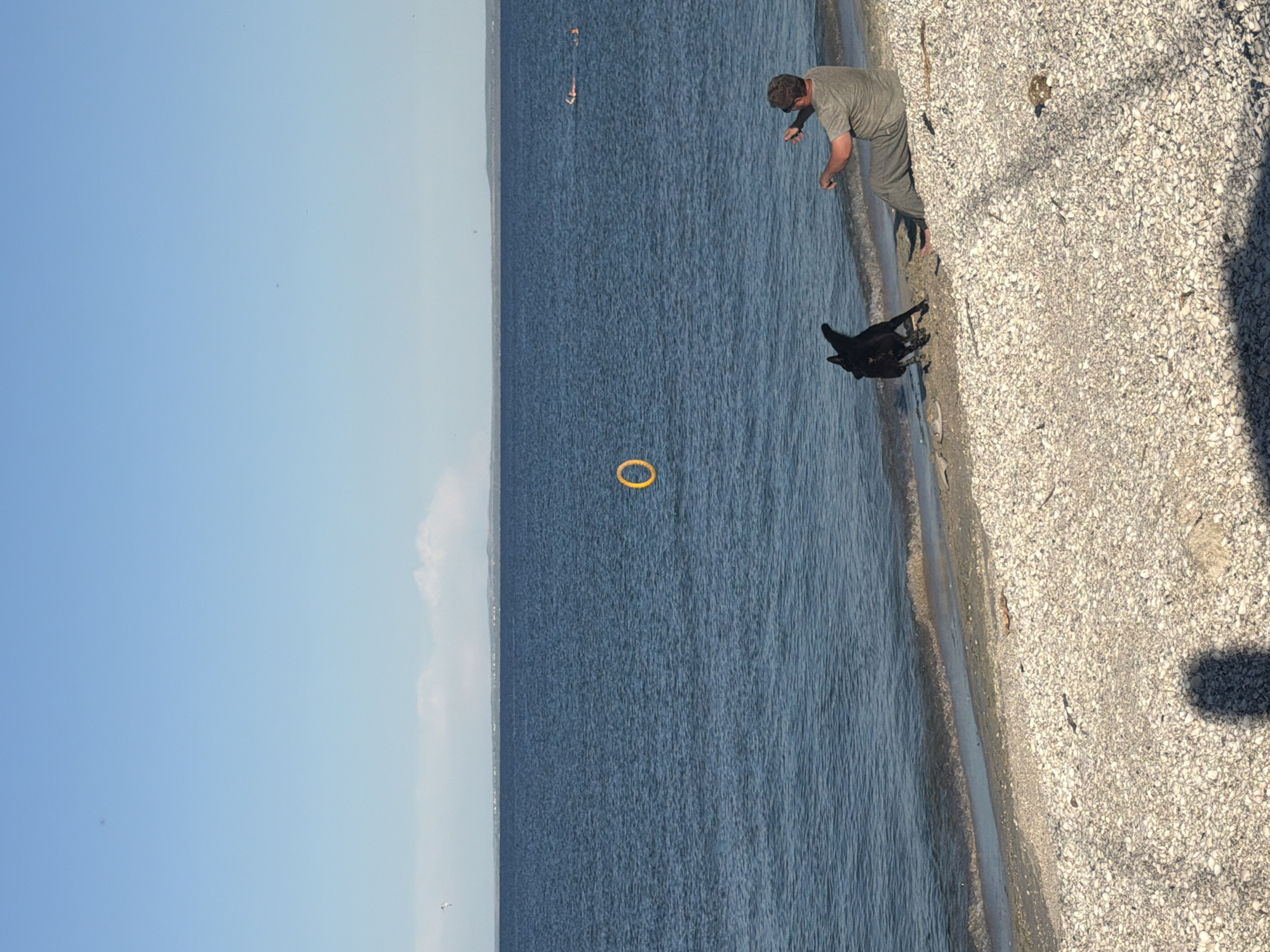 The image depicts a sunny day at a beach in Мысовское сельское поселение, Ukraine. A man in a grey t-shirt and pants is sitting on a pebbled beach, facing away from the viewer. He is in the process of throwing a yellow ring into the blue water. A black dog is actively engaged in the activity, positioned mid-jump between the man and the water, as if trying to catch the ring. The ring is suspended in the air over the water. The sea stretches out to the horizon, with a faint landmass visible in the distance. Two individuals can be seen swimming or floating in the water further out. The beach is covered in a multitude of small, light-colored pebbles and shells, with some dried seaweed and driftwood scattered around. The sky is clear and blue, with a few wispy clouds. A shadow of a person is cast on the beach in the foreground.