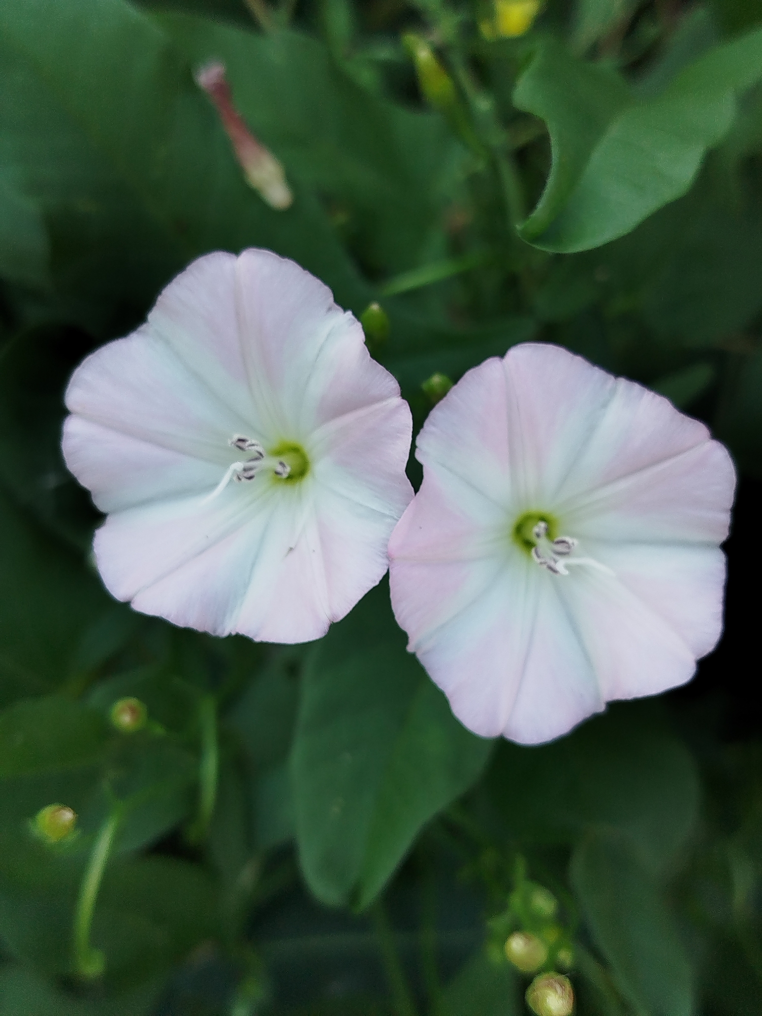 Two light pink and white bindweed flowers are in focus in the foreground, set against a blurred background of green leaves. The flowers are funnel-shaped with five distinct petals. The central part of each flower is a pale green. Small buds are visible in the lower left and right of the image, also out of focus. The image appears to be a close-up shot taken outdoors, likely in a garden or natural setting. There is no indication of the city of Qarağandı ​​city administration, Kazakhstan in the image.