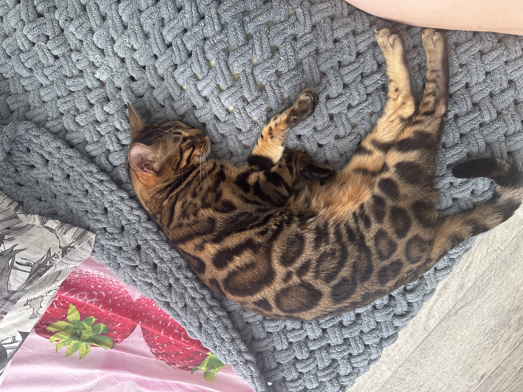 A brown and black spotted Bengal cat is sleeping on a grey, chunky knit blanket. The blanket is draped over a pink surface with a pattern of strawberries and an anime-style drawing. The scene is indoors, possibly on a floor that appears to be wood laminate. The cat's eyes are closed, and its body is relaxed in a curled position. The blanket has a loose, woven texture with large openings. The lighting suggests it is daytime, with natural light illuminating the scene from an unseen source. There are no people or other animals visible in the immediate vicinity of the cat.