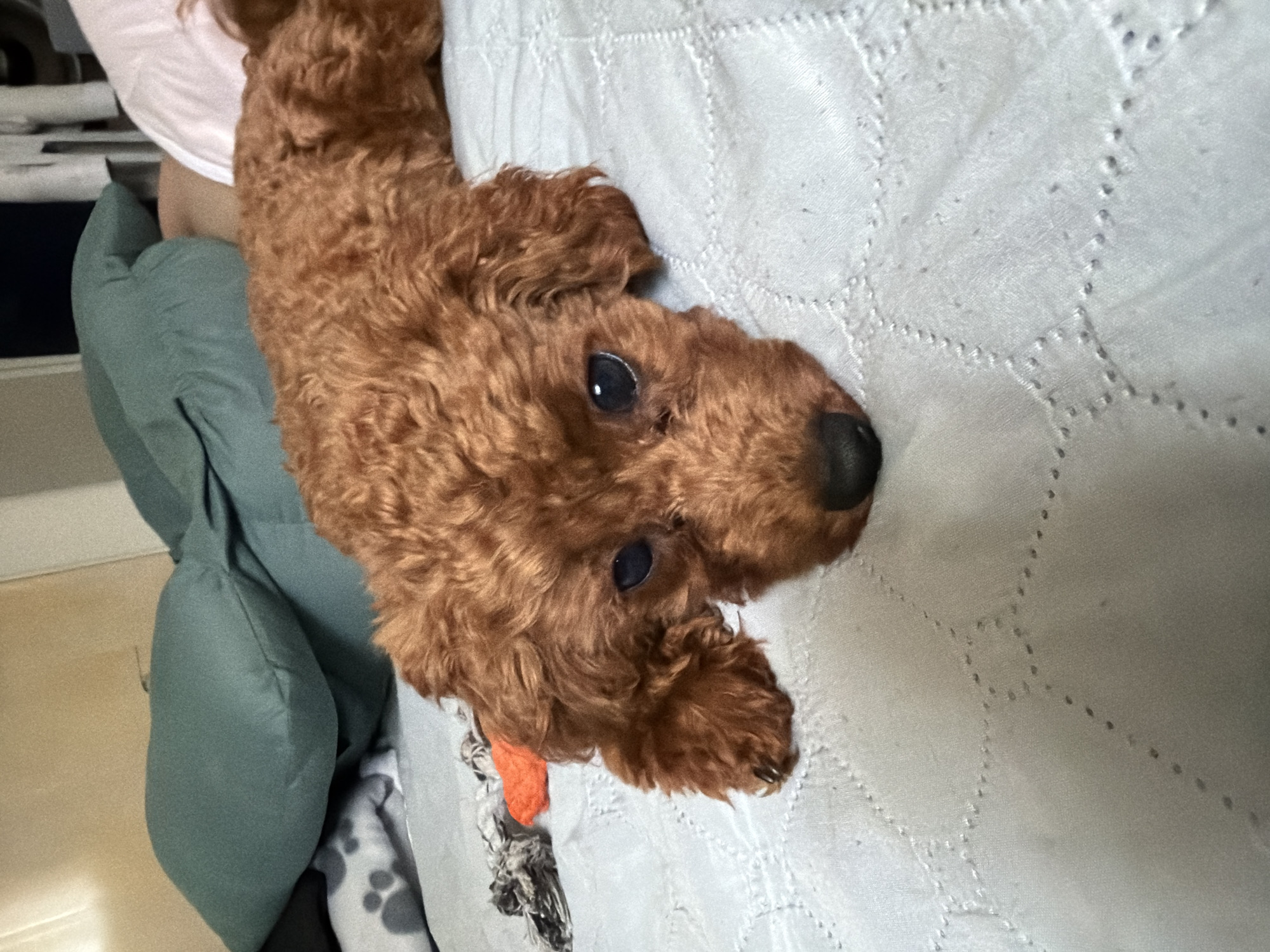 A toy poodle with curly brown fur lies on a light blue, quilted bedspread. The poodle's head is down, facing the camera, with large, dark eyes and a black nose. Its ears are floppy and blend into its fur. To the left of the dog, a dog toy with orange and gray elements is partially visible. In the background, a person's leg is visible, partially covered by a pink blanket. Behind the dog, a large, dark green pillow is propped up. The environment appears to be a bedroom. The image is taken from a slightly high angle, looking down at the dog.