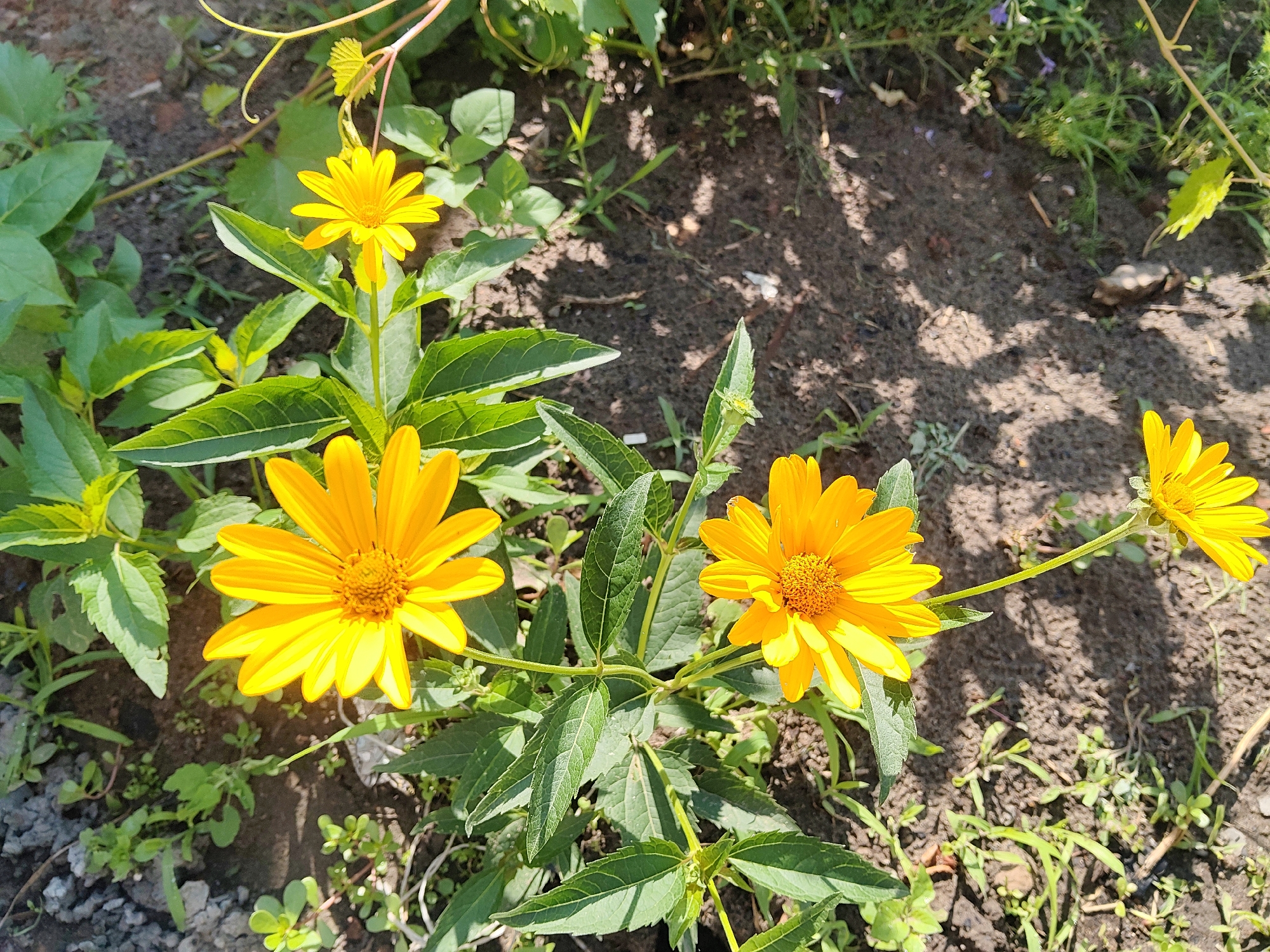 A close-up, eye-level shot captures a cluster of bright yellow flowers with intricate centers, likely in the wild or a garden, with a background of dark soil and green foliage. The flowers are in various stages of bloom, with some fully open and others still developing. Their petals are elongated and pointed, radiating outwards from a central disc. The leaves are a vibrant green, with a slightly serrated edge. The soil appears to be dry and loose, with scattered small pebbles and dried plant debris. Sunlight casts dappled shadows across the ground, suggesting it is daytime. The scene is devoid of human presence or any man-made structures. This image is not specific to Kharkiv, Ukraine, as it depicts a general natural setting.