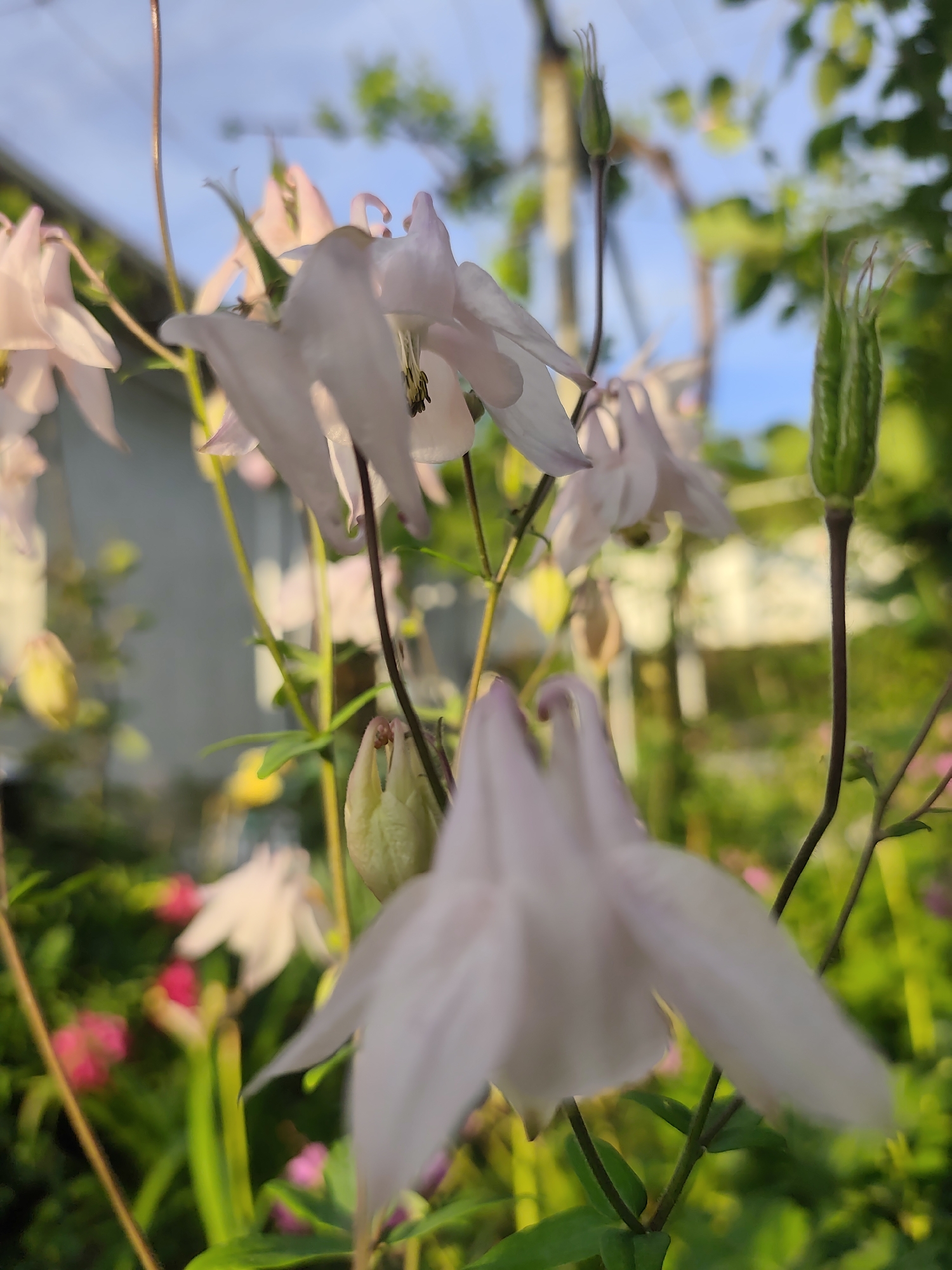 The image depicts a close-up of pale pink and white columbine flowers in a garden setting. The flowers are at various stages of bloom, with some fully open and others still in bud. The background includes other greenery and blurred colors suggesting the presence of other flowers and foliage. A house is visible, also out of focus, which, combined with the garden setting, suggests a residential location. The scene is bathed in natural light.
