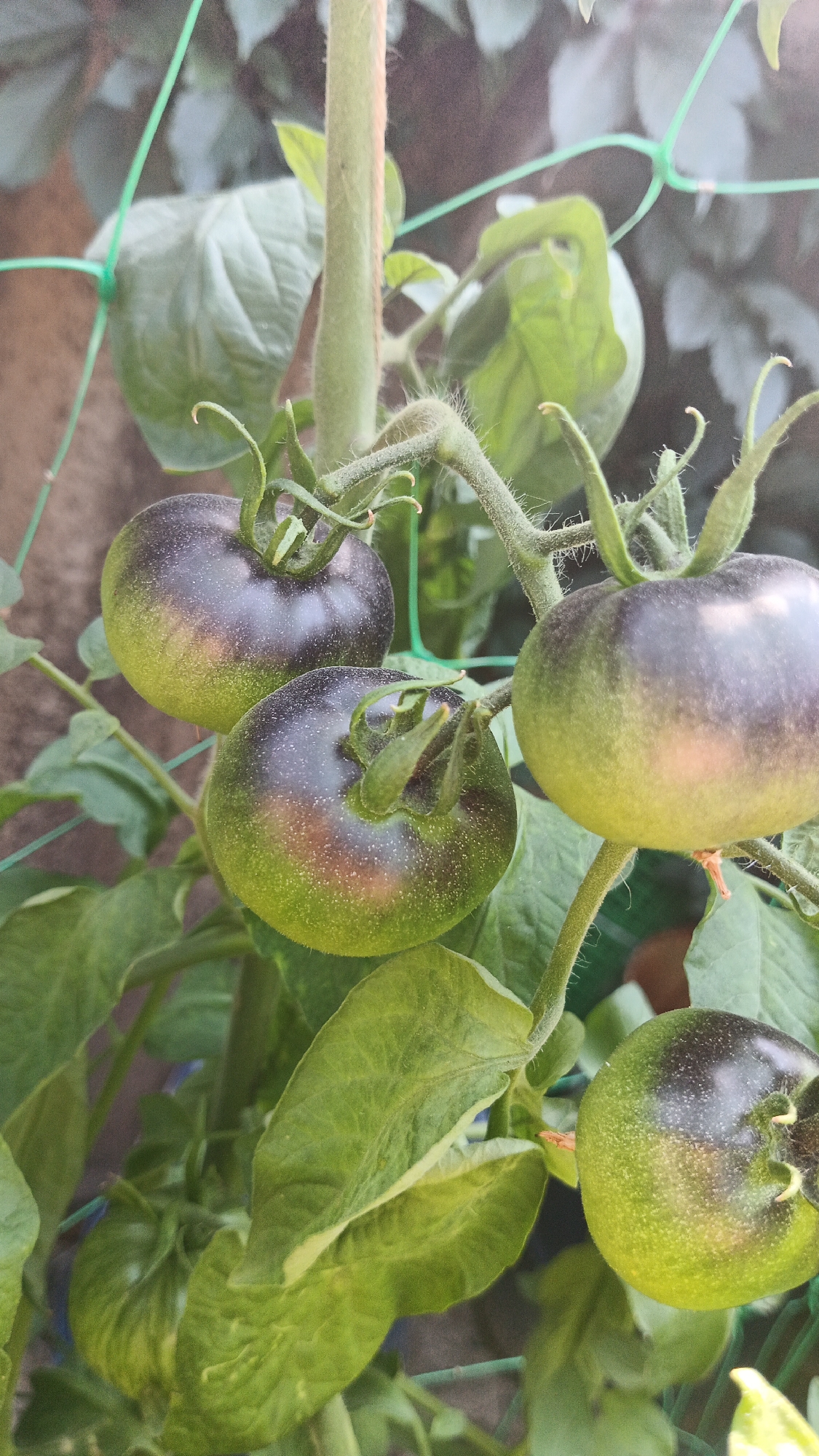 A close-up, vertical, natural light photograph shows several unripe, dark purple and green heirloom tomatoes growing on a vine. The tomatoes have a speckled appearance, with the dark purple color concentrated at the top and fading to green at the bottom. The vine is supported by a thin, pale green stake and green netting. The background is blurred, showing more green leaves and hints of a fence or wall. There are no people or animals visible. The scene appears to be an outdoor garden, possibly in Kryvyi Rih, Ukraine, given the context provided.