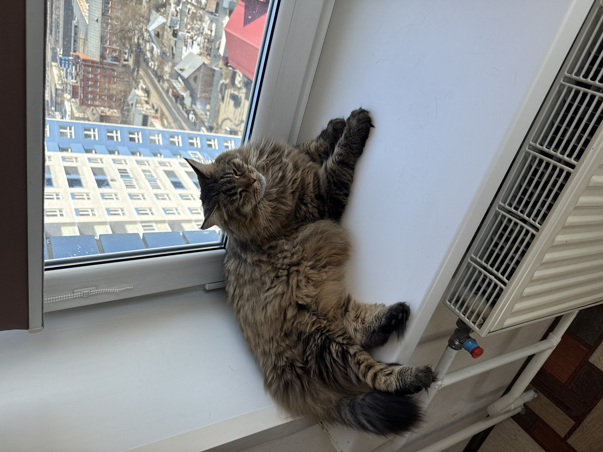 A long-haired tabby cat lies sprawled on a white windowsill next to a white radiator. The cat's body stretches from the edge of the window to the radiator, with its paws and tail visible. Outside the window is a cityscape featuring buildings of various heights and colors, including red and blue, and bare trees. The city is Izhevsk, Russia.