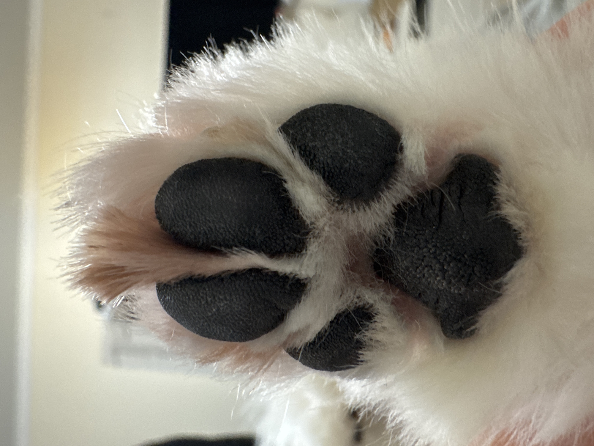 A close-up, head-on shot shows the paw of a fluffy white dog with pinkish-brown fur at the top of its leg. The paw has five black toe pads and one larger, heart-shaped pad on the bottom. The pads are textured and appear dry. The fur surrounding the pads is soft and appears clean. The background is blurred and out of focus, showing a light-colored wall or surface, suggesting an indoor environment. There is no identifiable indication of location in Mikhaylovsk, Russia.