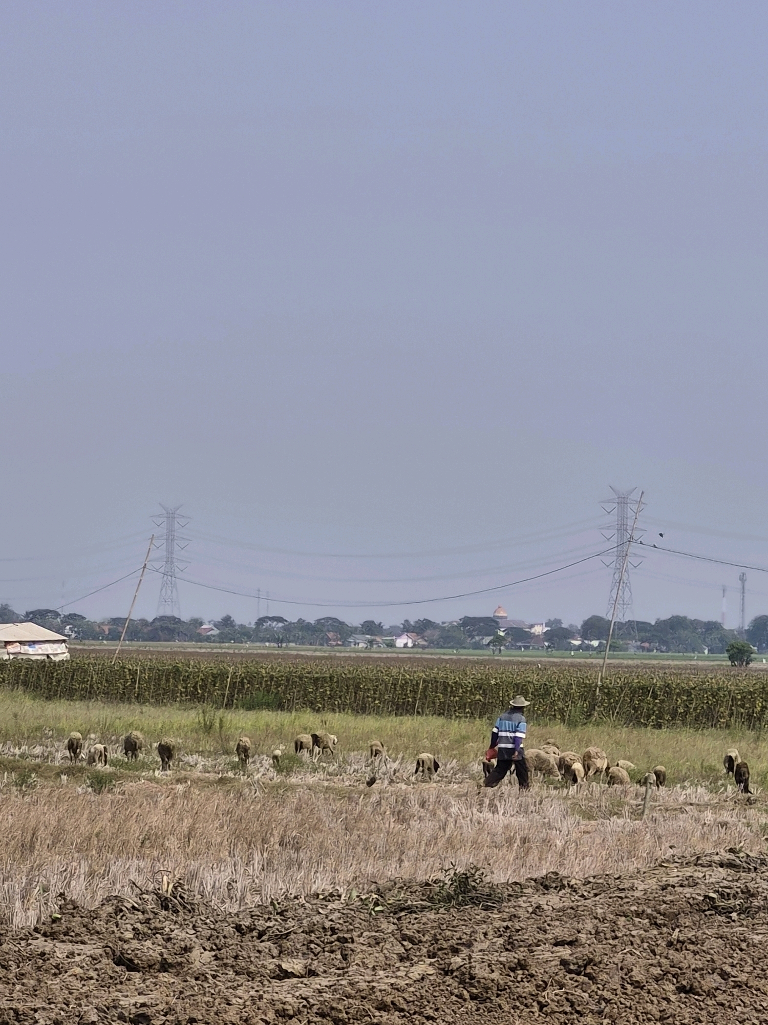 An outdoor medium shot captures a farmer tending to a flock of sheep in a field in Srimahi, Indonesia. The farmer, wearing a straw hat and a blue and white striped shirt with dark pants, walks among the sheep. The flock, appearing to be a mix of white and dark-colored sheep, grazes in a dry, harvested field. In the background, a lush green field of crops, likely corn, extends towards a line of trees and buildings. Towering electricity pylons are visible in the far distance, with power lines stretching across the sky, which is a pale, hazy blue. The foreground is a rough, brown patch of tilled soil. The overall impression is of a rural agricultural landscape under a bright sky.