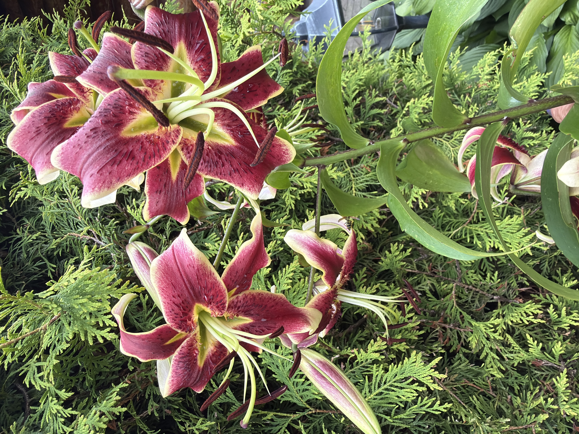 In Baloži, Latvia, a close-up, eye-level shot showcases several deep pink lilies with striking yellow centers and prominent dark brown stamens. The lilies are in various stages of bloom, with some fully open and others still in bud. The vibrant flowers are set against a backdrop of lush, green cedar foliage, creating a rich contrast. The lighting suggests it's daytime, possibly overcast, as the light is diffused and even, highlighting the textures and colors of the plants without harsh shadows. The scene is focused entirely on the botanical elements, with no people or artificial objects clearly visible, conveying a sense of natural beauty within a garden setting.