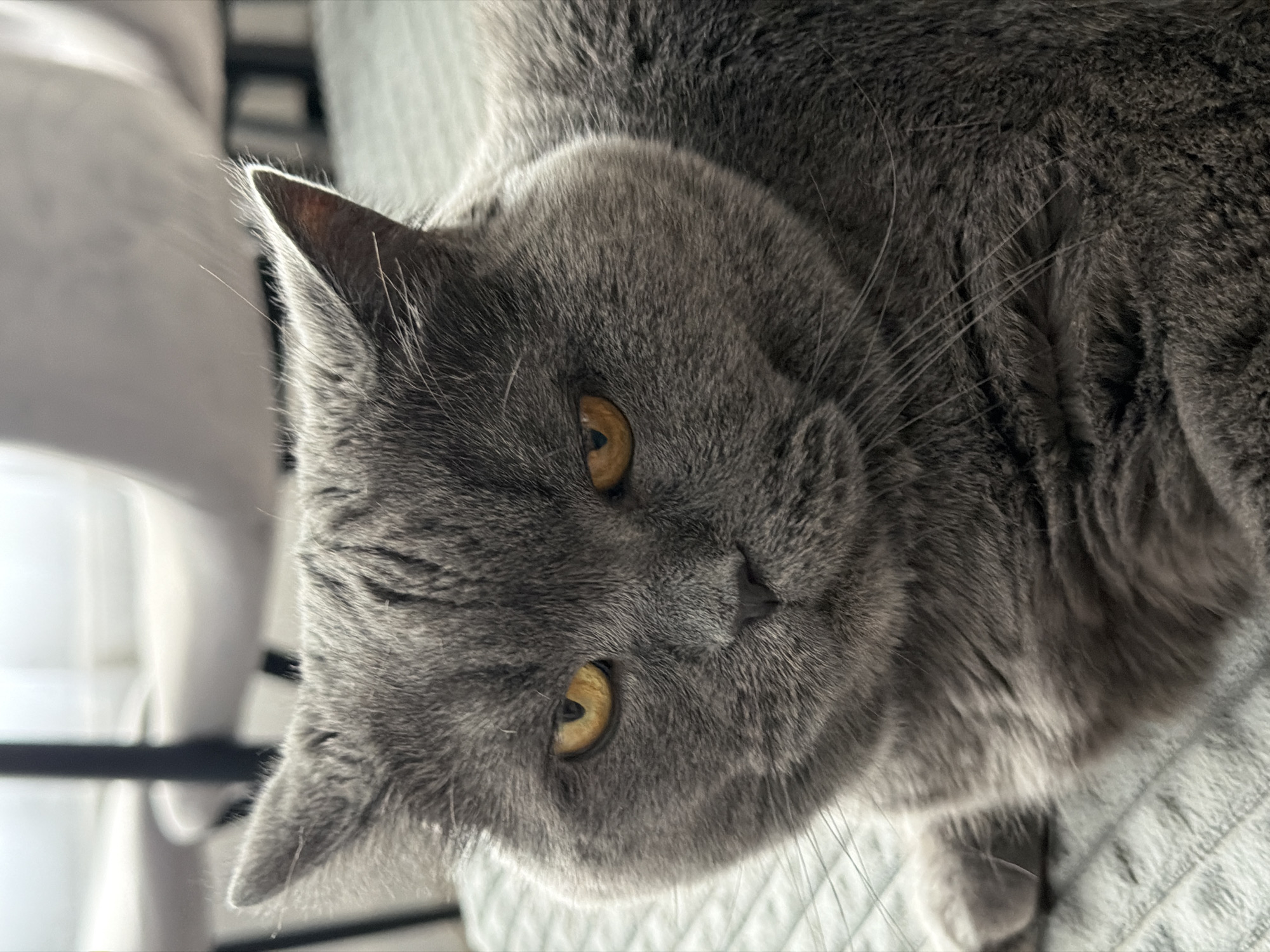 A close-up, eye-level shot focuses on the face of a British Shorthair cat with grey fur and amber eyes. The cat is lying down on a textured, light-colored surface, possibly a blanket or rug, in an indoor setting. The background is blurred, showing hints of furniture, including chairs with light upholstery and dark legs. The lighting appears to be natural, coming from an unseen window or light source, highlighting the cat's features and fur texture. There are no people or other animals visible in the image. The image does not contain any information that would indicate its location in Mytishchi, Russia.