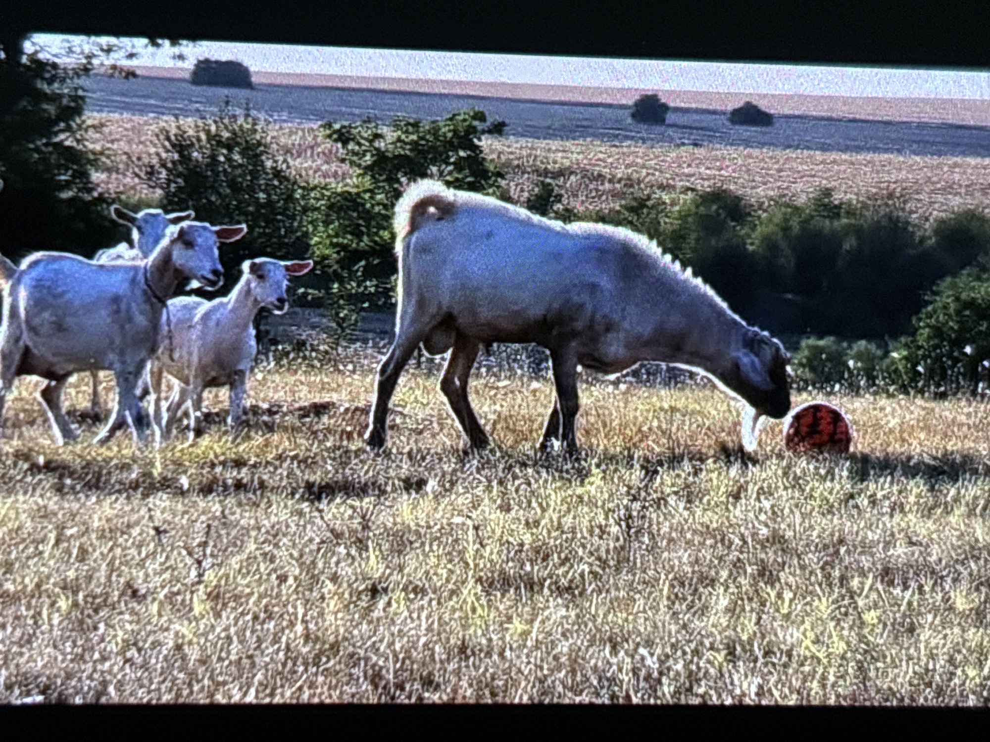 The image captures a scene with several light-colored goats in a dry, grassy field during daytime, possibly in Wolverhampton, United Kingdom. In the foreground, a prominent goat, which appears to be male due to visible anatomy, is engrossed with a red and black ball, likely a deflated or weathered football. Its head is lowered, seemingly sniffing or licking the object.
To the left of this goat, two other goats are visible. One, larger and standing closer to the foreground, has its head turned slightly to the left. Behind it, a smaller goat looks towards the viewer. The partial head of a fourth goat can be seen further back among the group.
The setting is an open field covered in dry, yellowish-brown grass. Patches of green bushes and small trees are scattered in the midground. The background reveals an expansive agricultural landscape, characterized by lighter-toned fields and distant dark green shrubbery under a bright, clear sky.
The scene suggests a warm or dry period given the color of the grass. The goats appear curious and engaged with their environment, particularly the ball. The overall image has a slightly grainy quality and is framed by black bars at the top and bottom, suggesting it might be a screenshot or a photograph of a screen. There is no visible text in the image.